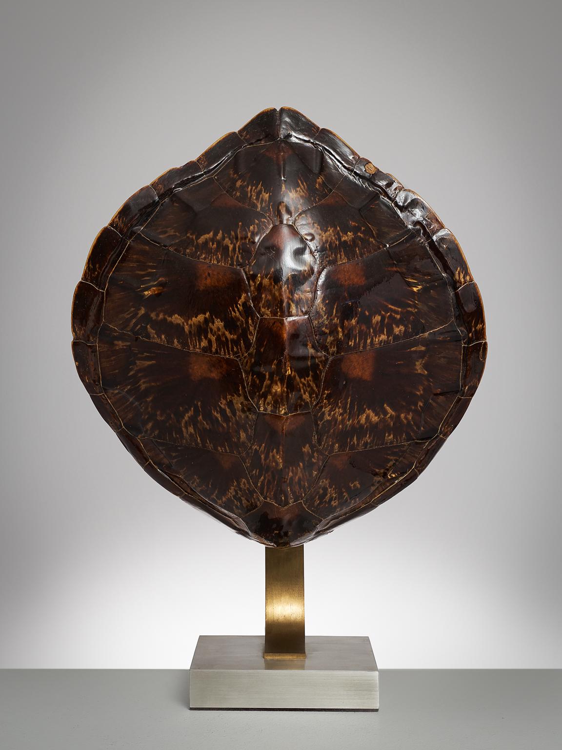 French Tortoise Shell and Brass Table Lamp, circa 1970 1