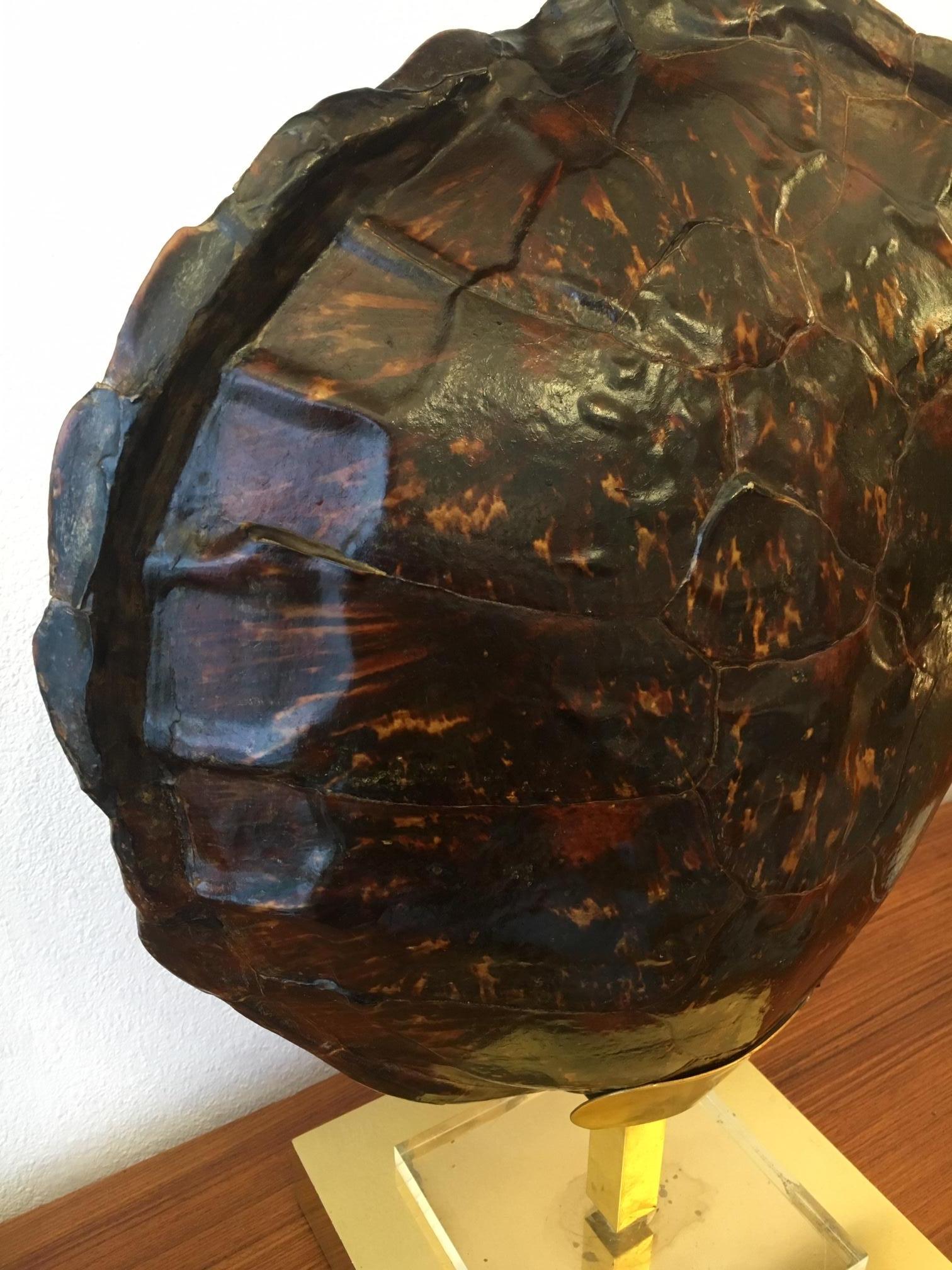 French Turtle Tortoise Shell Table Lamp, circa 1970 In Good Condition In Geneva, CH
