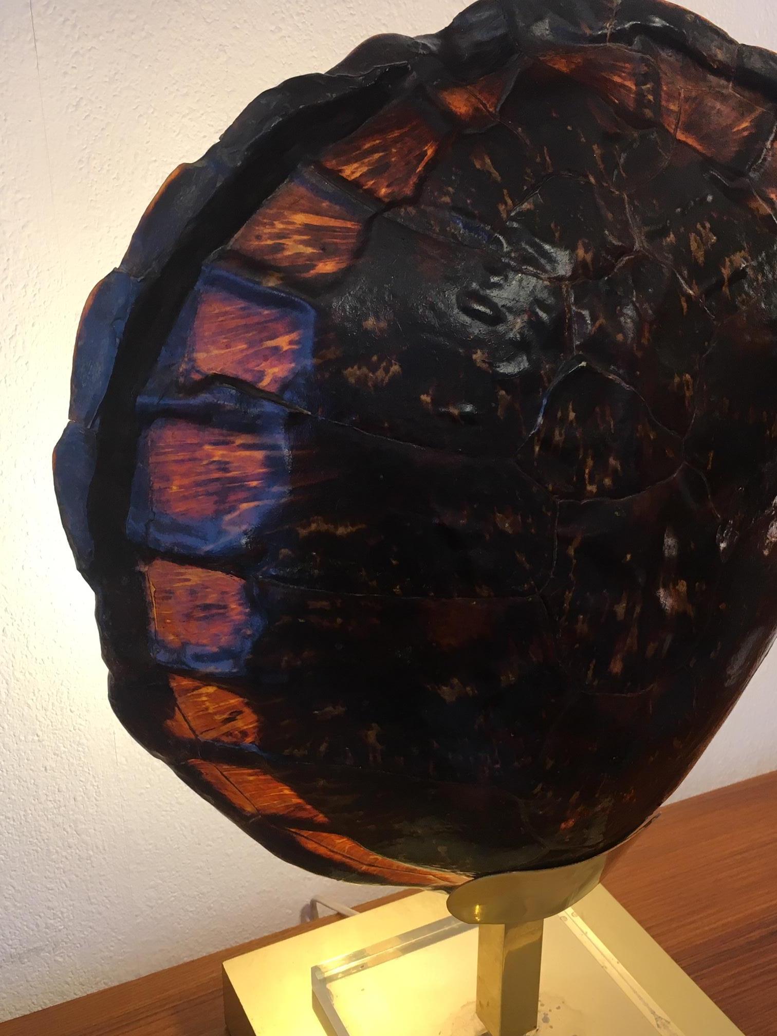 French Turtle Tortoise Shell Table Lamp, circa 1970 For Sale 1