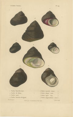 French Turbo Sea Shells Hand-Colored Natural History Engraving, 1832