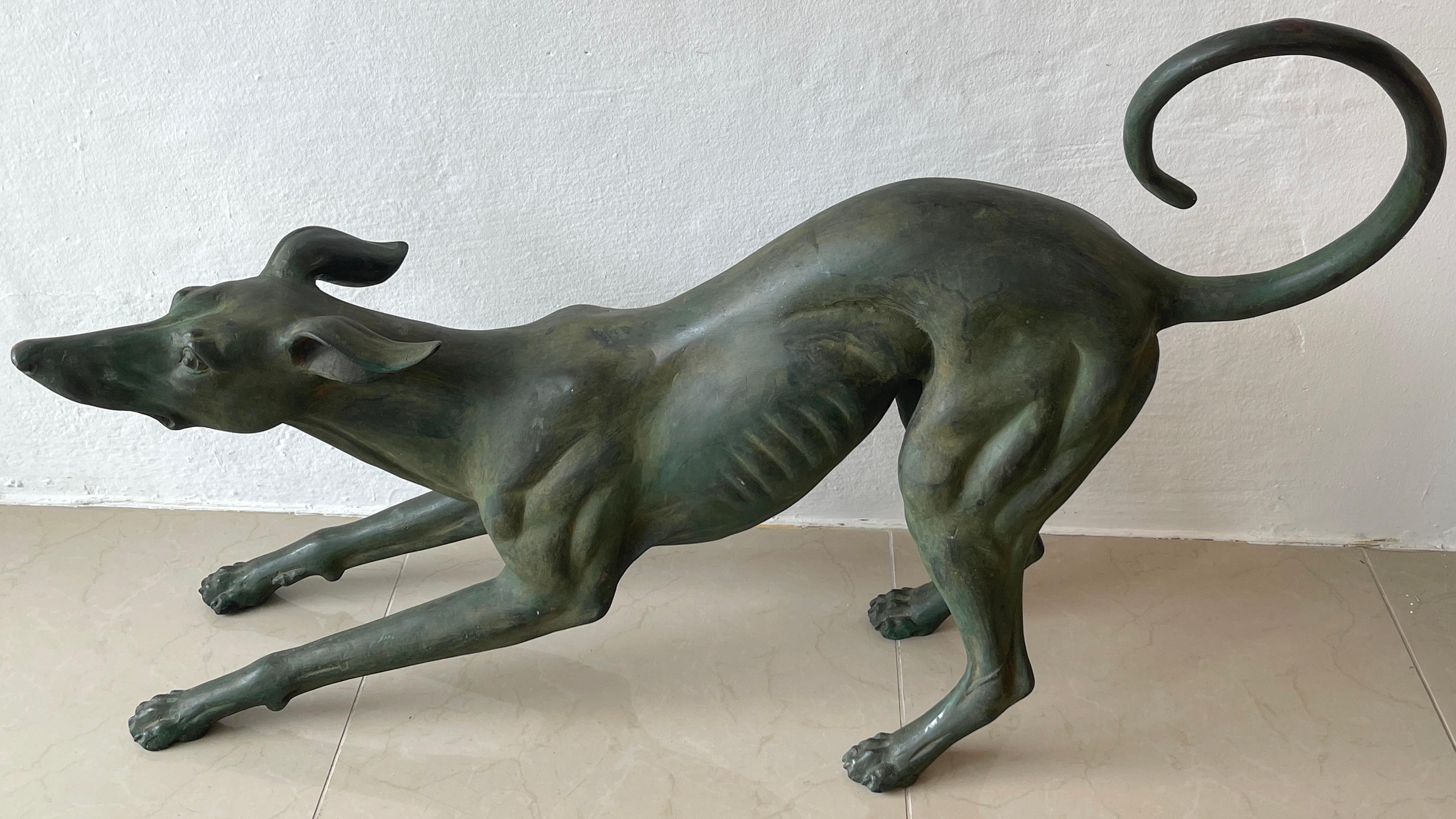 French Verdigris bronze life-size sculpture of a Crouching Whippet, finely cast with beautiful patina, can be used indoors or outdoors. 
Overall sculpture measurements 41