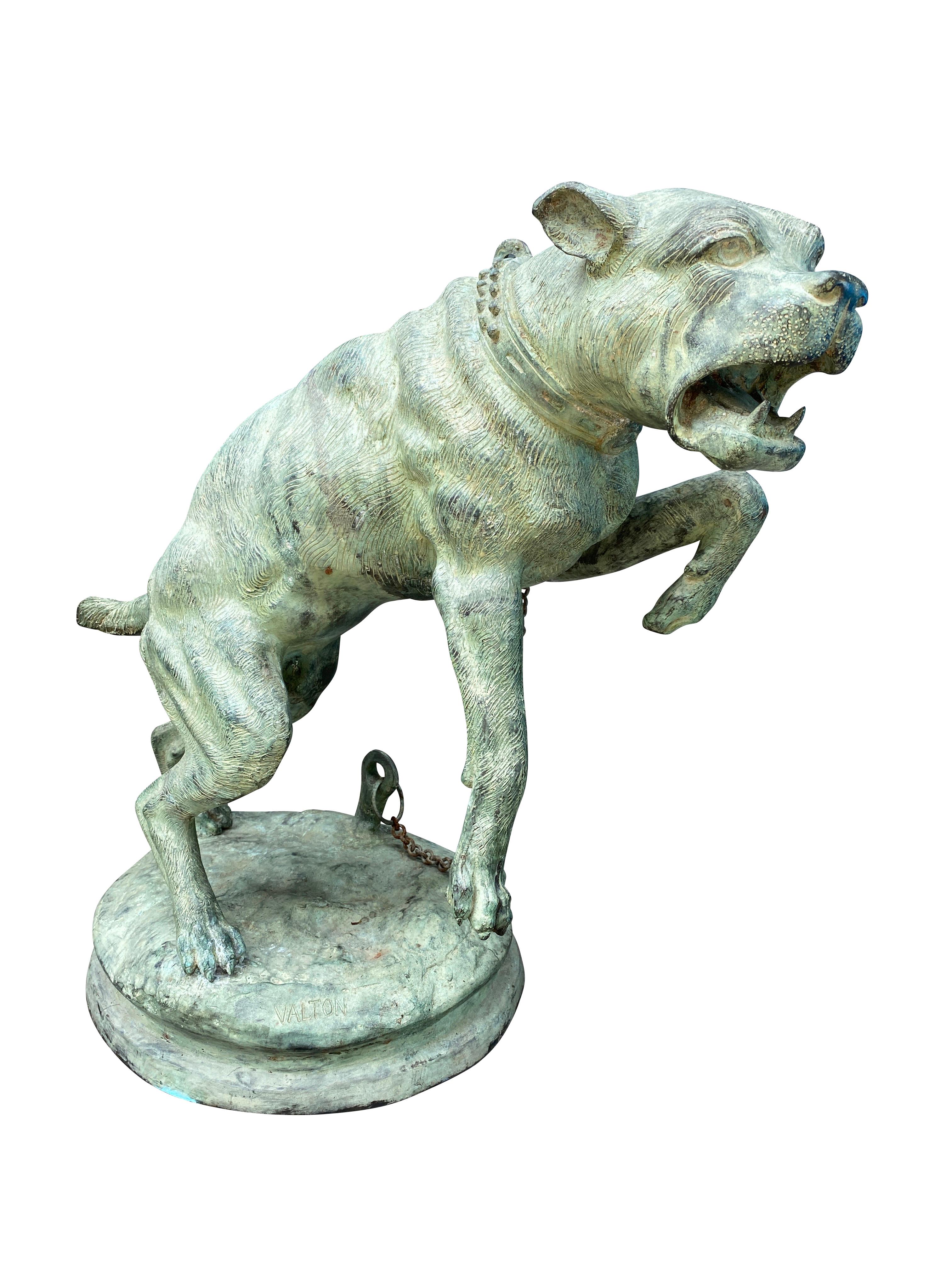 Signed Valton. Mastiff standing with an aggressive pose, chained. On a circular base. A later copy but still with considerable age. Finely cast.