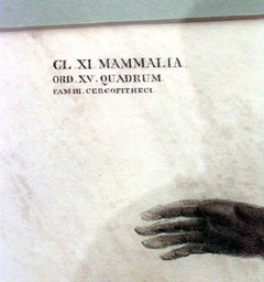 French Victorian Framed Engraving of a Monkey