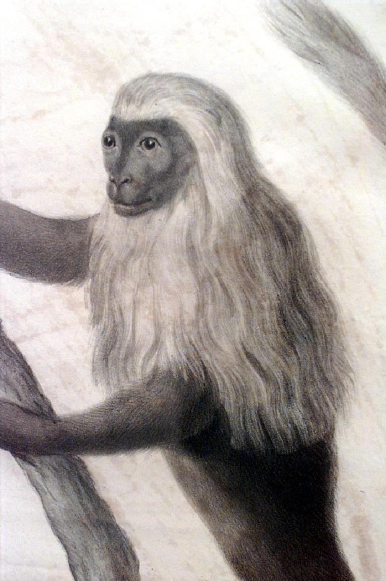 Französisch viktorianischen gerahmt Gravur eines Affen (Viktorianisch) im Angebot