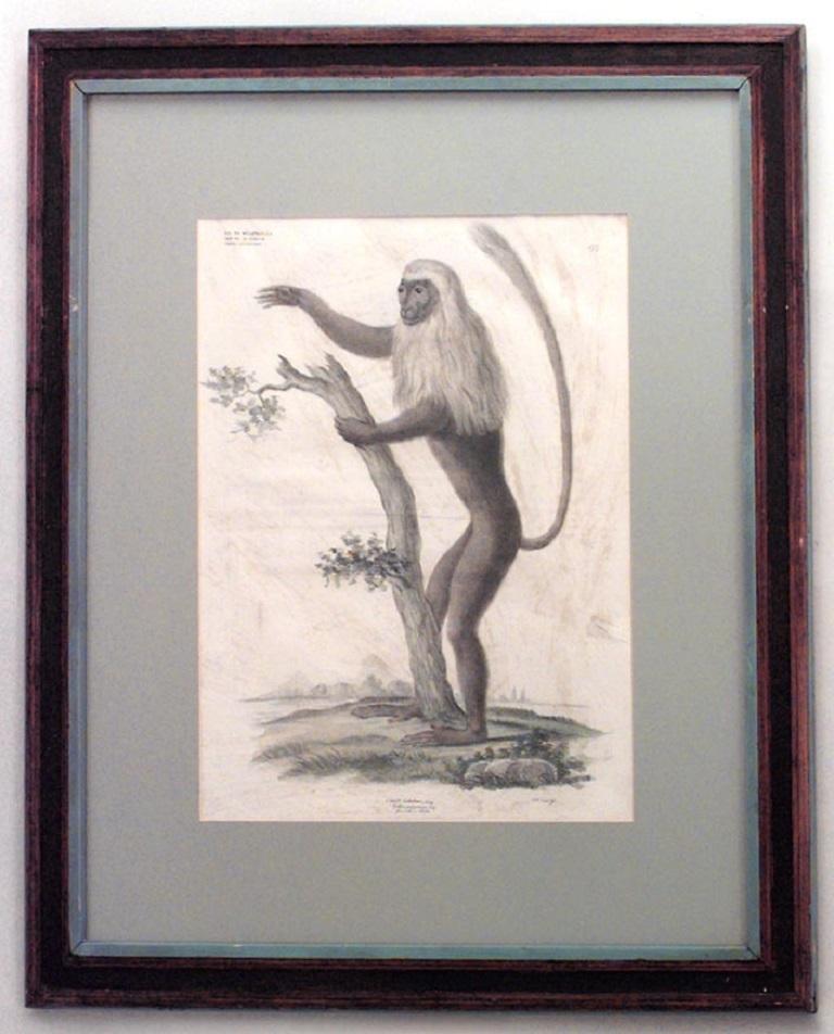 French Victorian Framed Engraving of a Monkey In Good Condition For Sale In New York, NY