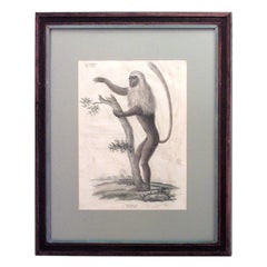 Gravure française victorienne encadrée d'un singe