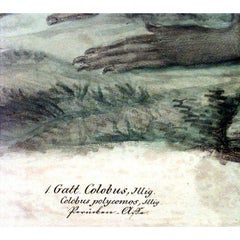 French Victorian Monkey Engraving Print