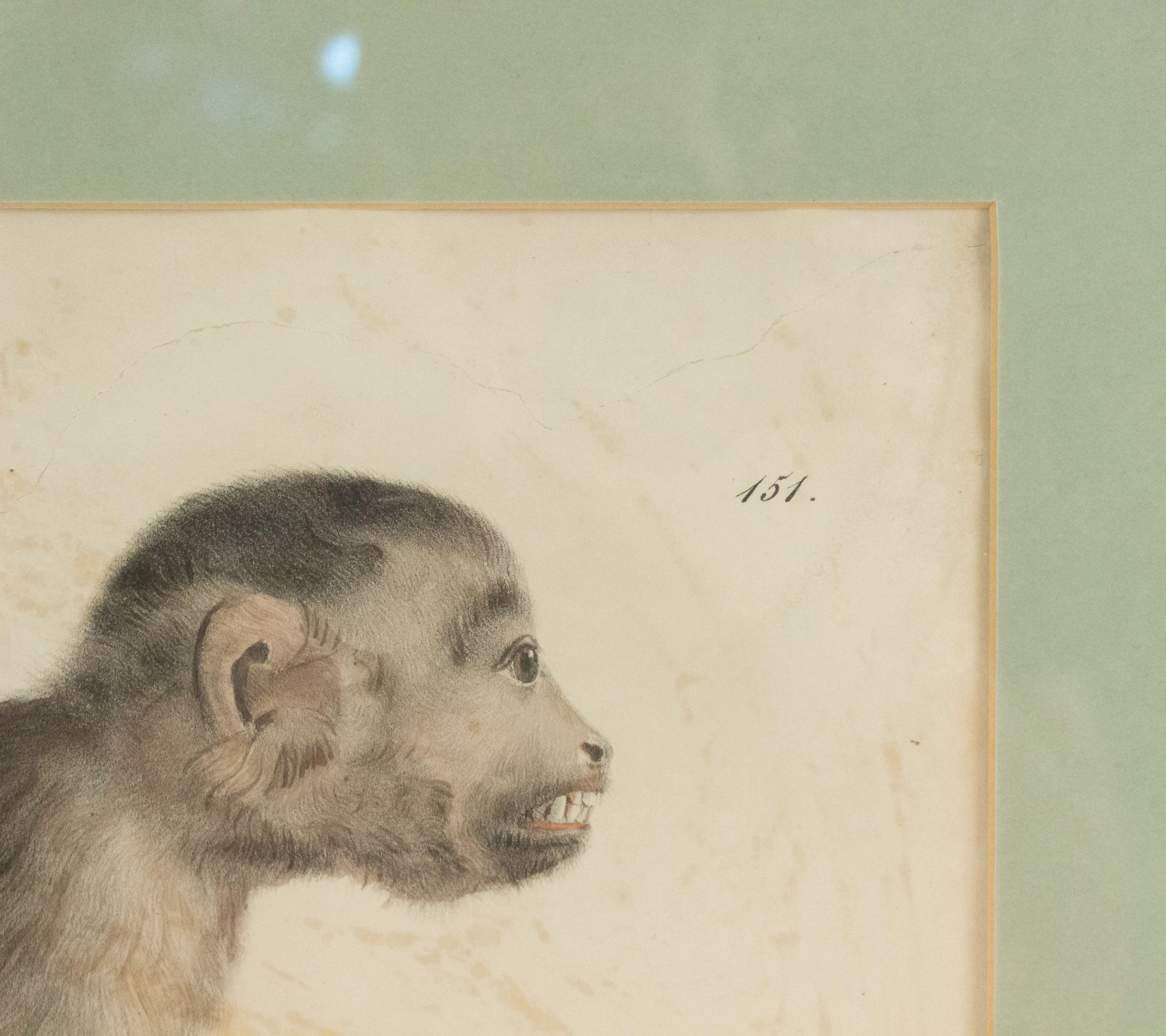 French Victorian Monkey Engraving Print In Good Condition For Sale In Queens, NY