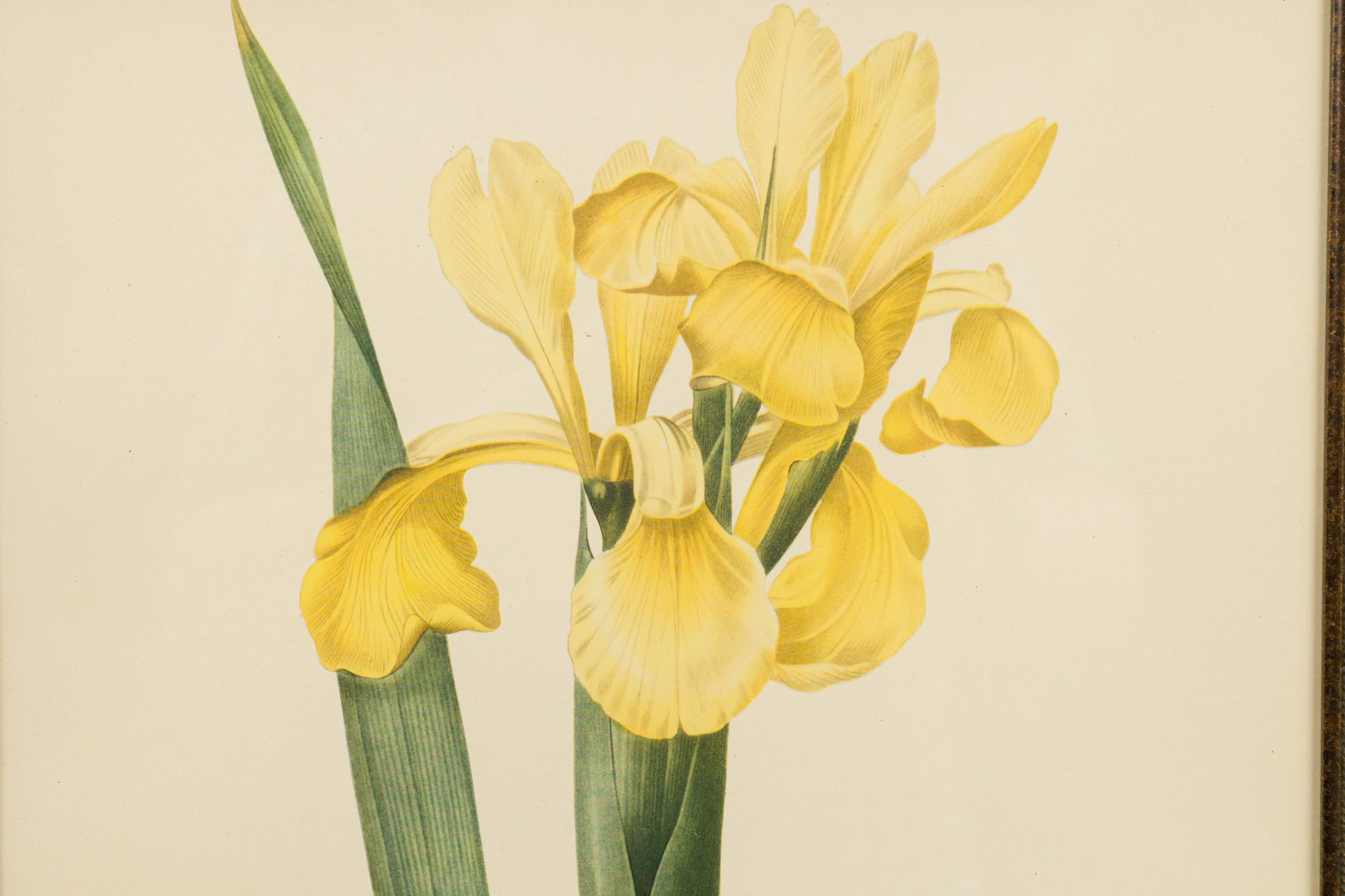 Französisch viktorianischen Aquarell abstrakten Druck einer Iris Monnieri Blume (Farbe) im Angebot