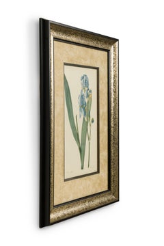 French Victorian Watercolor Abstract Print of a Iris Pallida Flower
