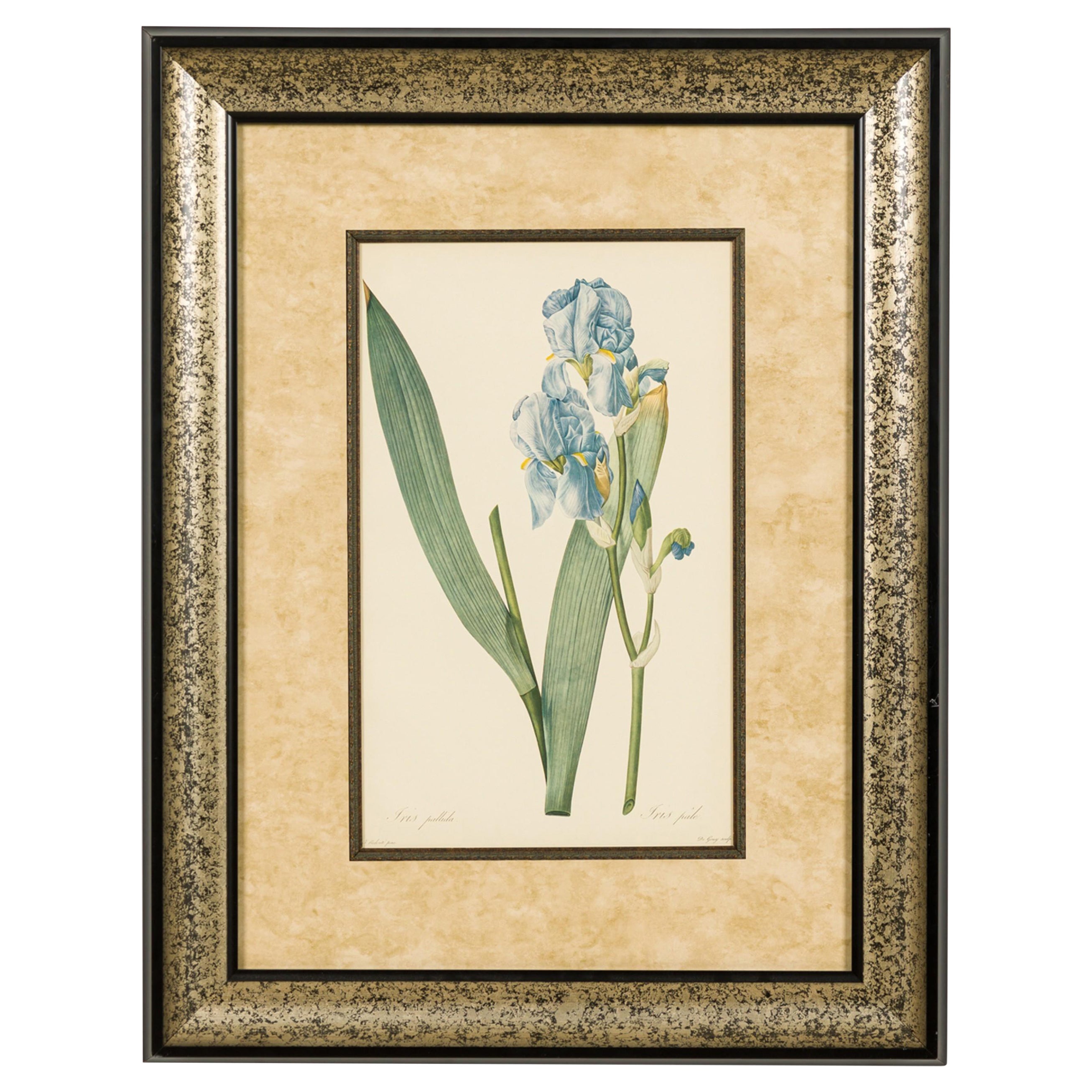 French Victorian Watercolor Abstract Print of a Iris Pallida Flower