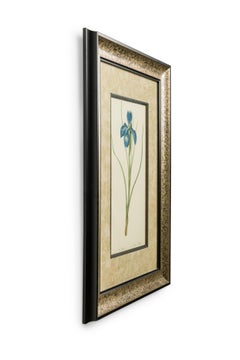 French Victorian Watercolor Abstract Print of a Iris Xyphium Flower