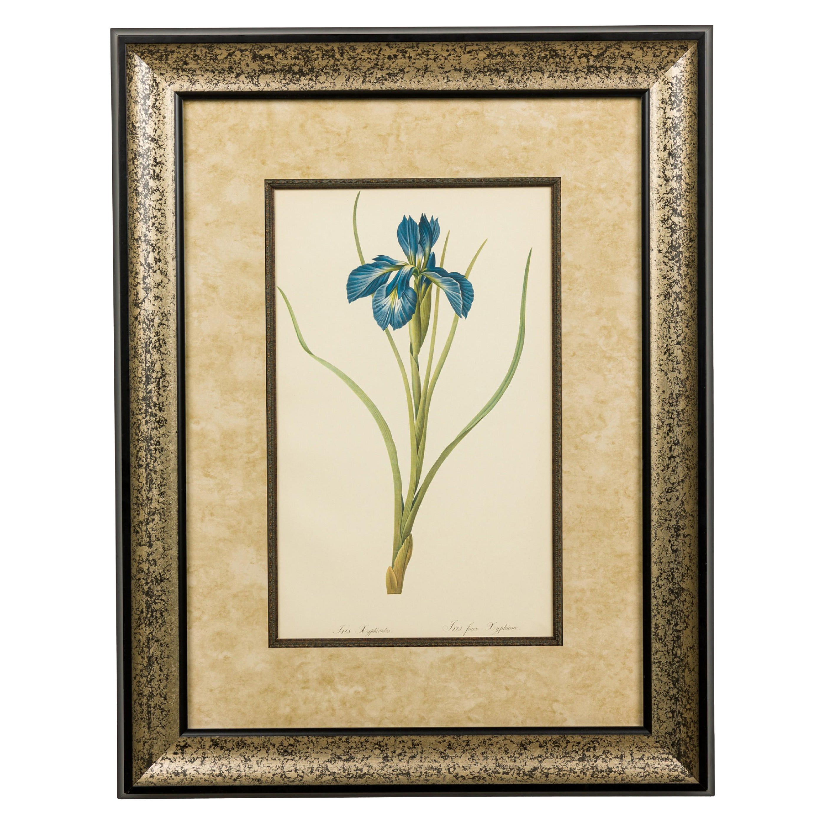 French Victorian Watercolor Abstract Print of a Iris Xyphium Flower