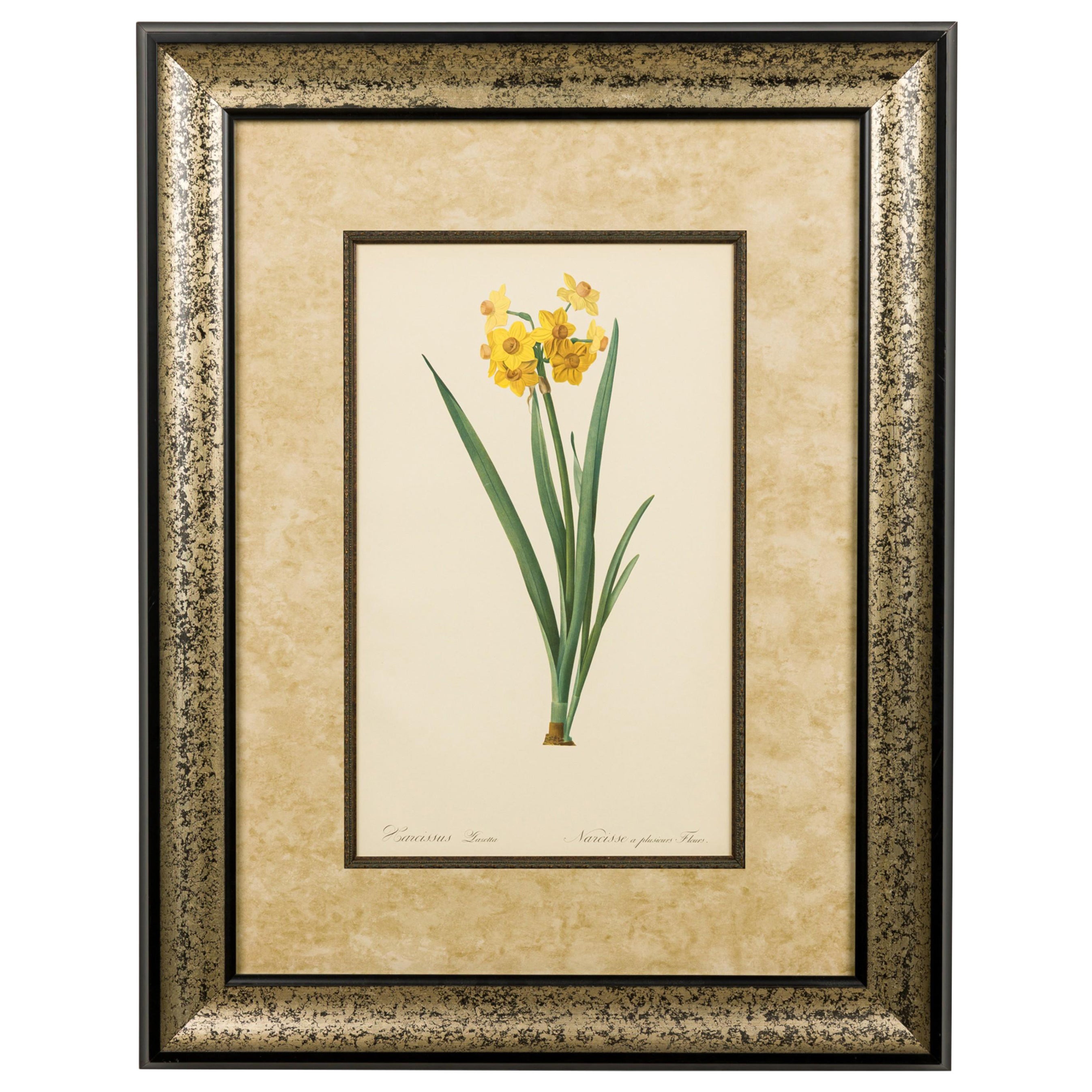 French Victorian Watercolor Botanical Print of a Iris Pseudacorus Flower