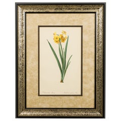 French Victorian Watercolor Botanical Print of a Iris Pseudacorus Flower