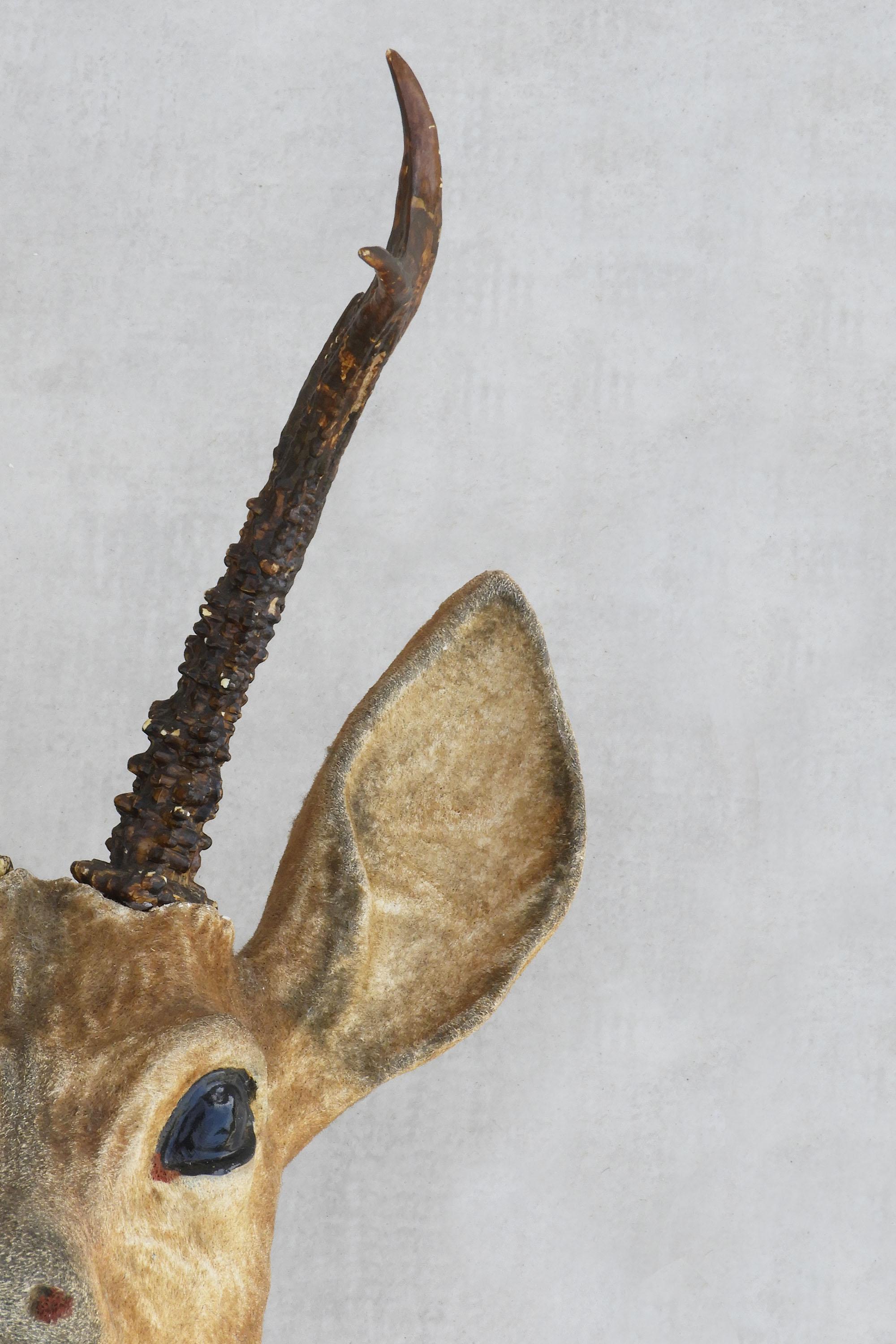 French Vintage Deer Head “Faux Taxidermy” C1950 Decorative Wall Plaque C1950 2