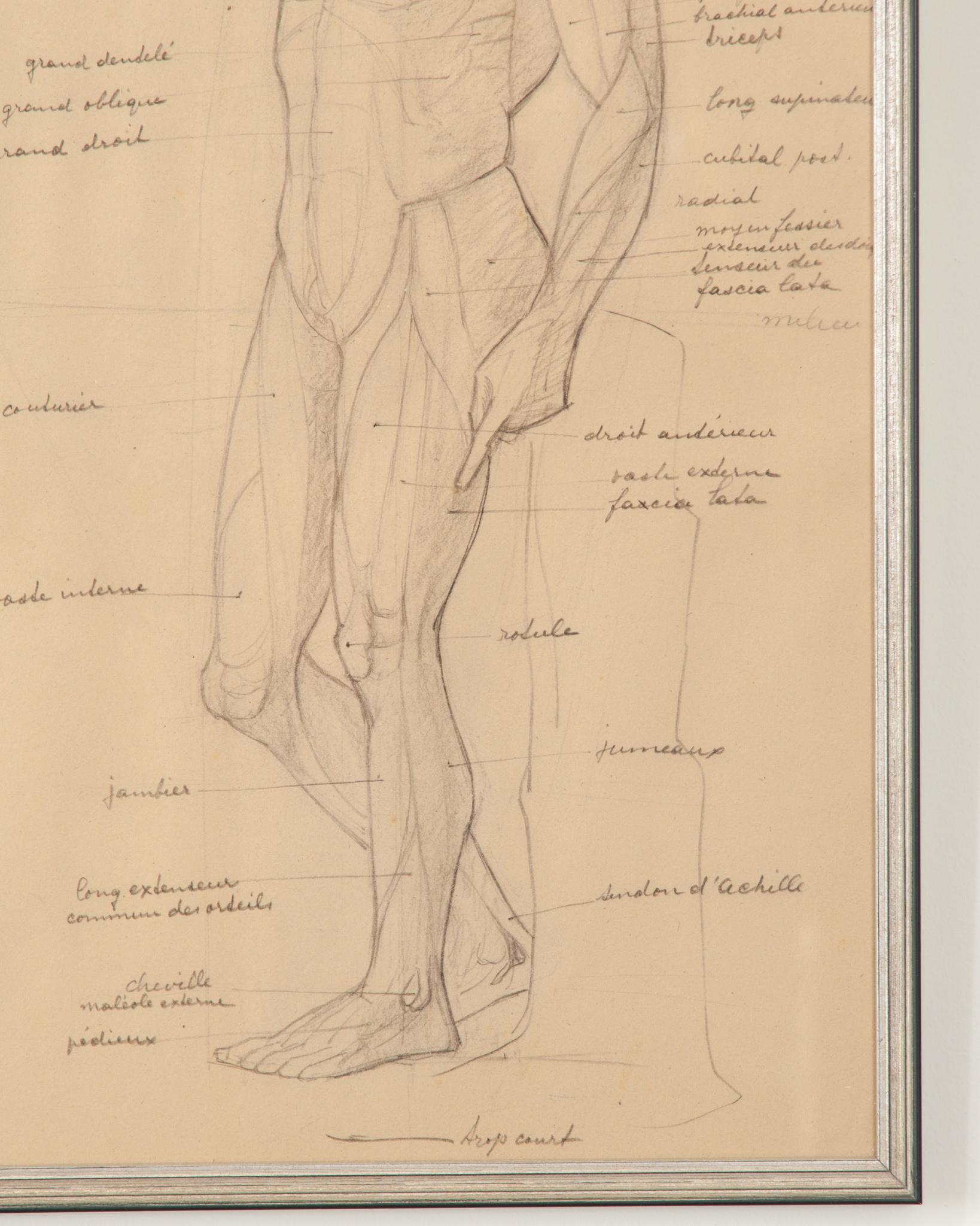 Autre Sketch anatomique français vintage encadré en vente