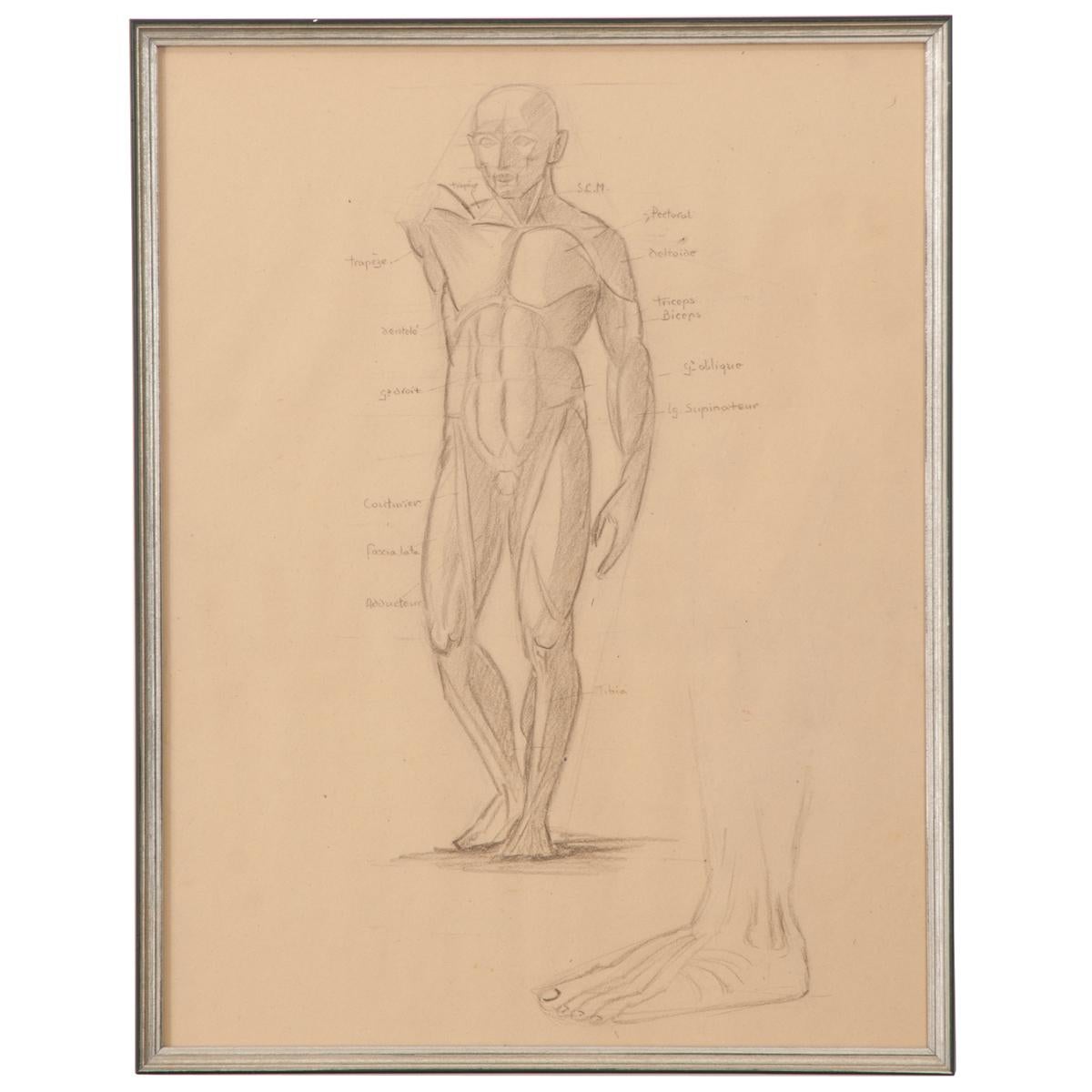 Framed Anatomische Skizze im Vintage-Stil, gerahmt (Sonstiges) im Angebot