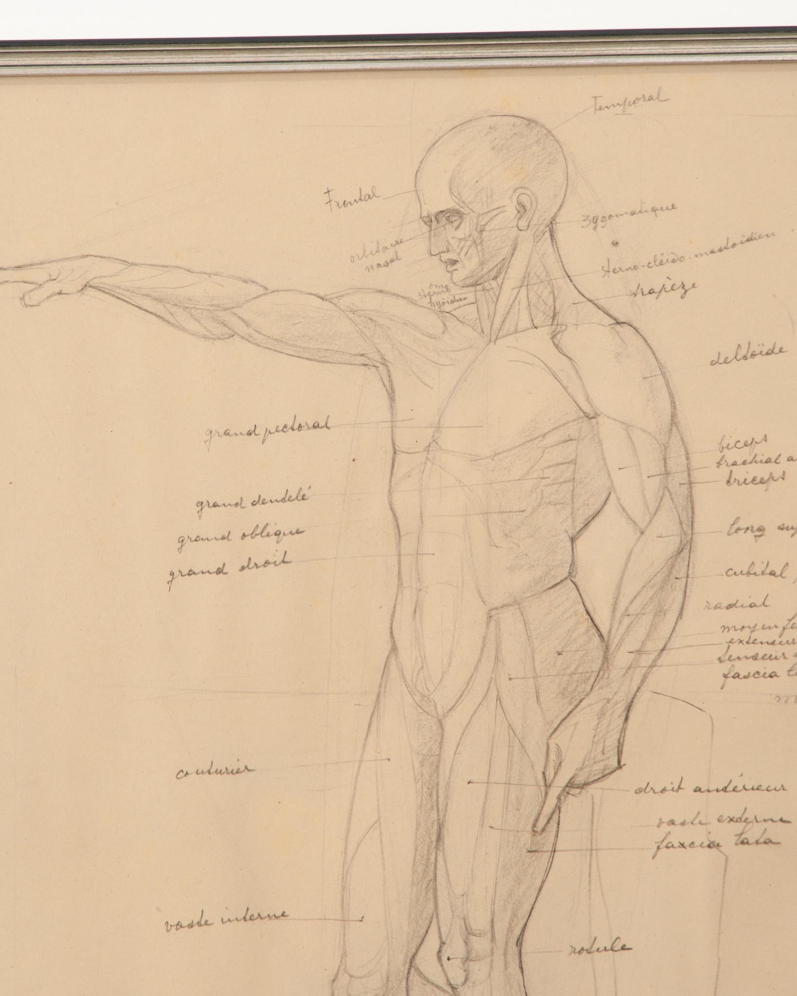 Français Sketch anatomique français vintage encadré en vente