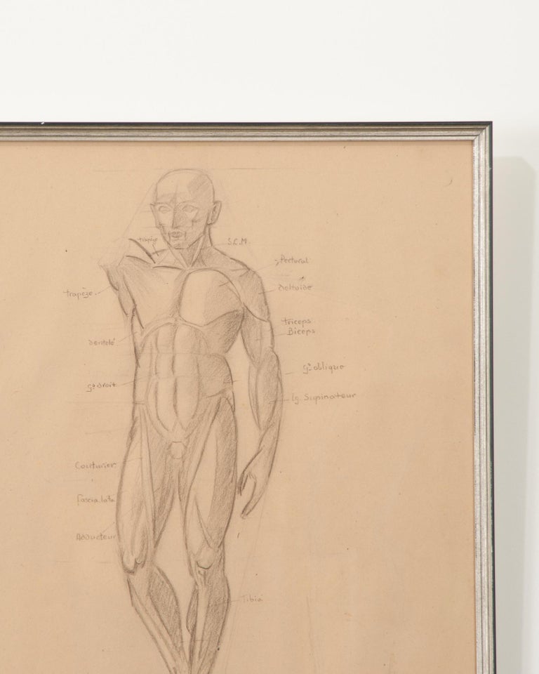 French Vintage Framed Anatomical Sketch For Sale at 1stDibs