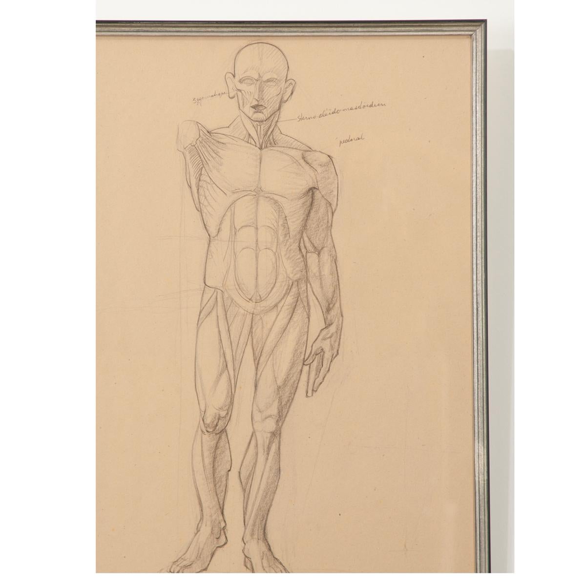 20th Century French Vintage Framed Anatomical Sketch For Sale