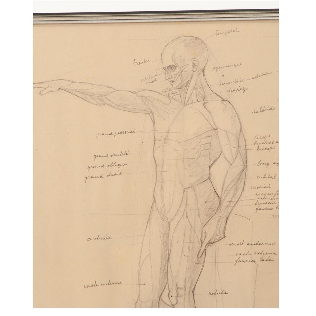 Framed Anatomische Skizze im Vintage-Stil, gerahmt im Zustand „Gut“ im Angebot in Baton Rouge, LA