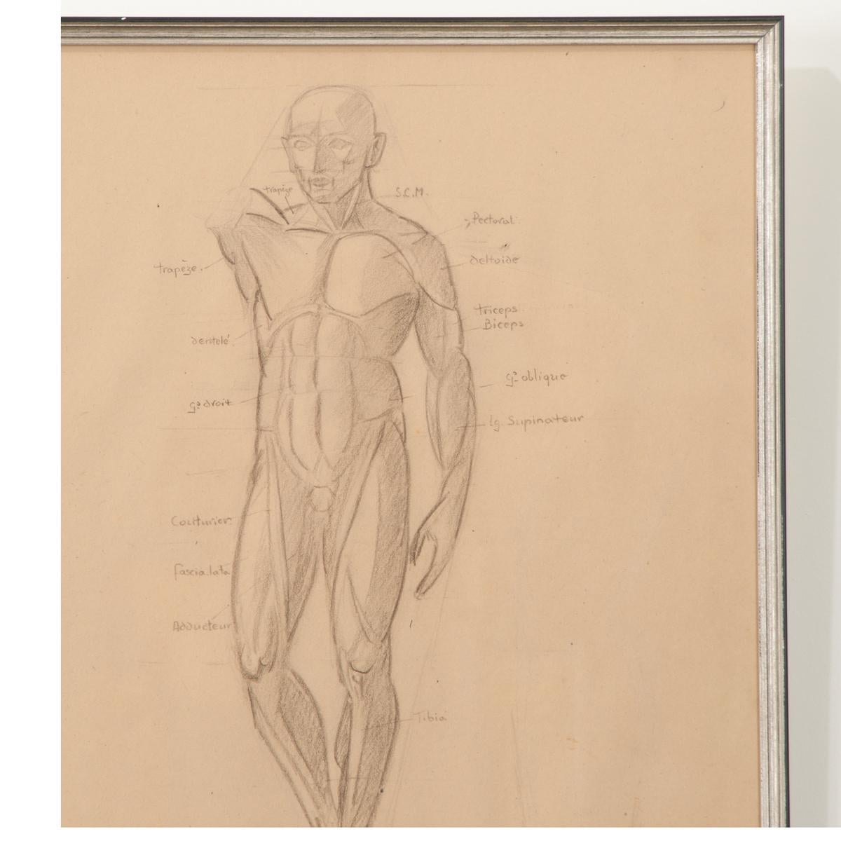 French Vintage Framed Anatomical Sketch In Good Condition For Sale In Baton Rouge, LA