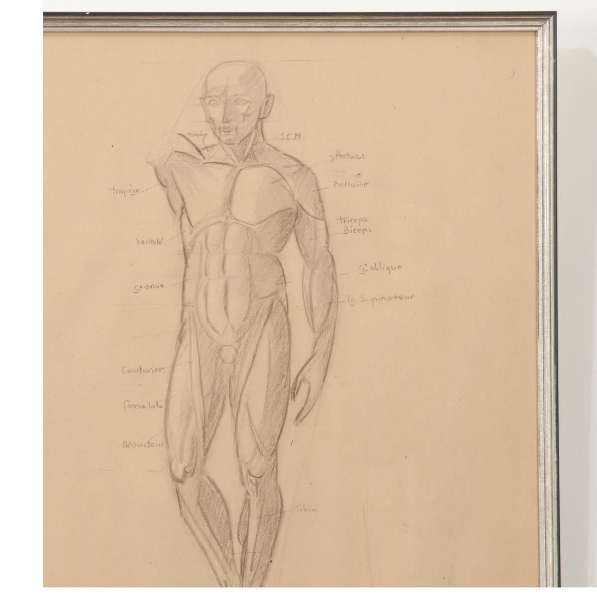 Framed Anatomische Skizze im Vintage-Stil, gerahmt im Zustand „Gut“ im Angebot in Baton Rouge, LA