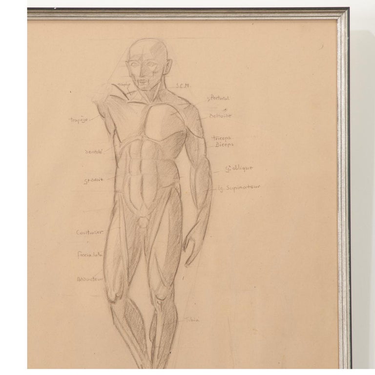 French Vintage Framed Anatomical Sketch For Sale at 1stDibs