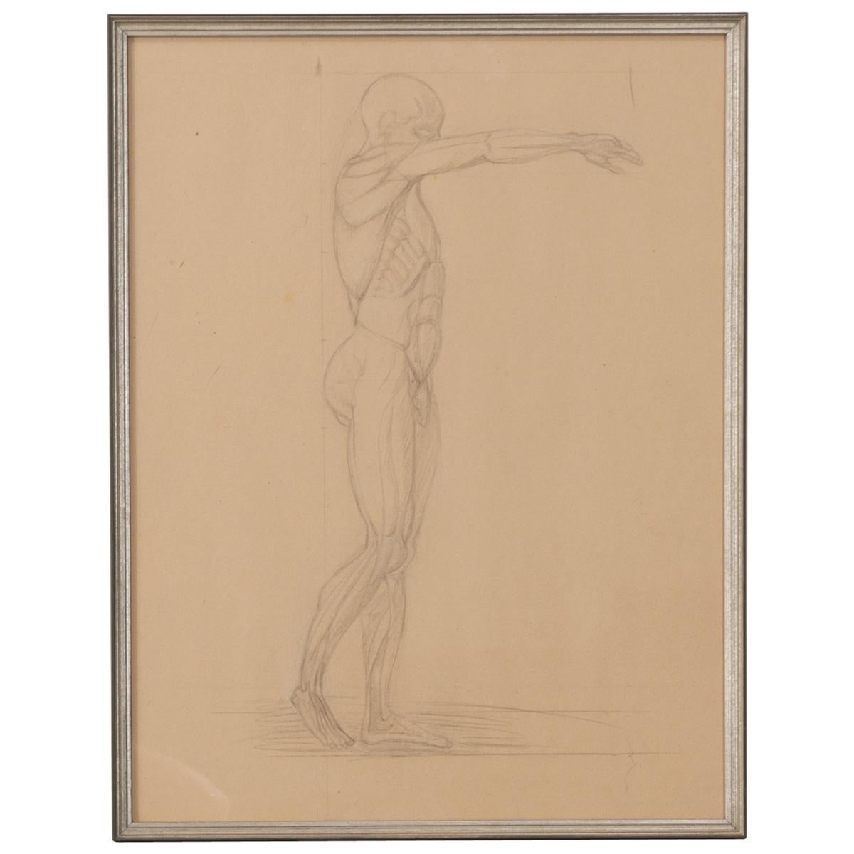 20th Century French Vintage Framed Anatomical Sketch For Sale