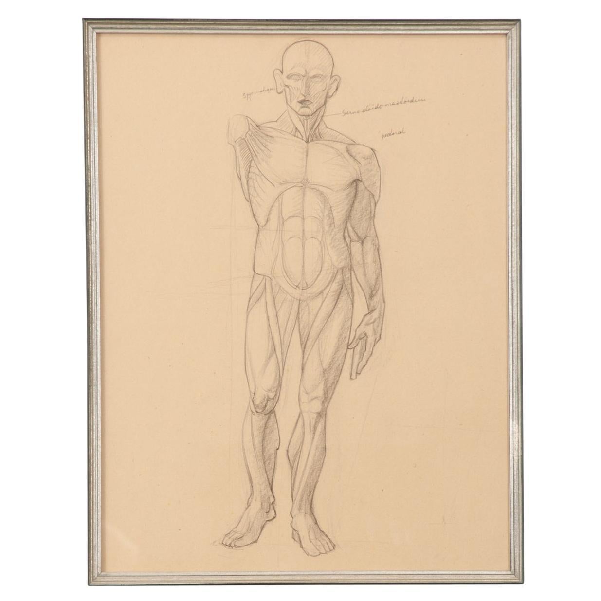 Sketch anatomique français vintage encadré en vente