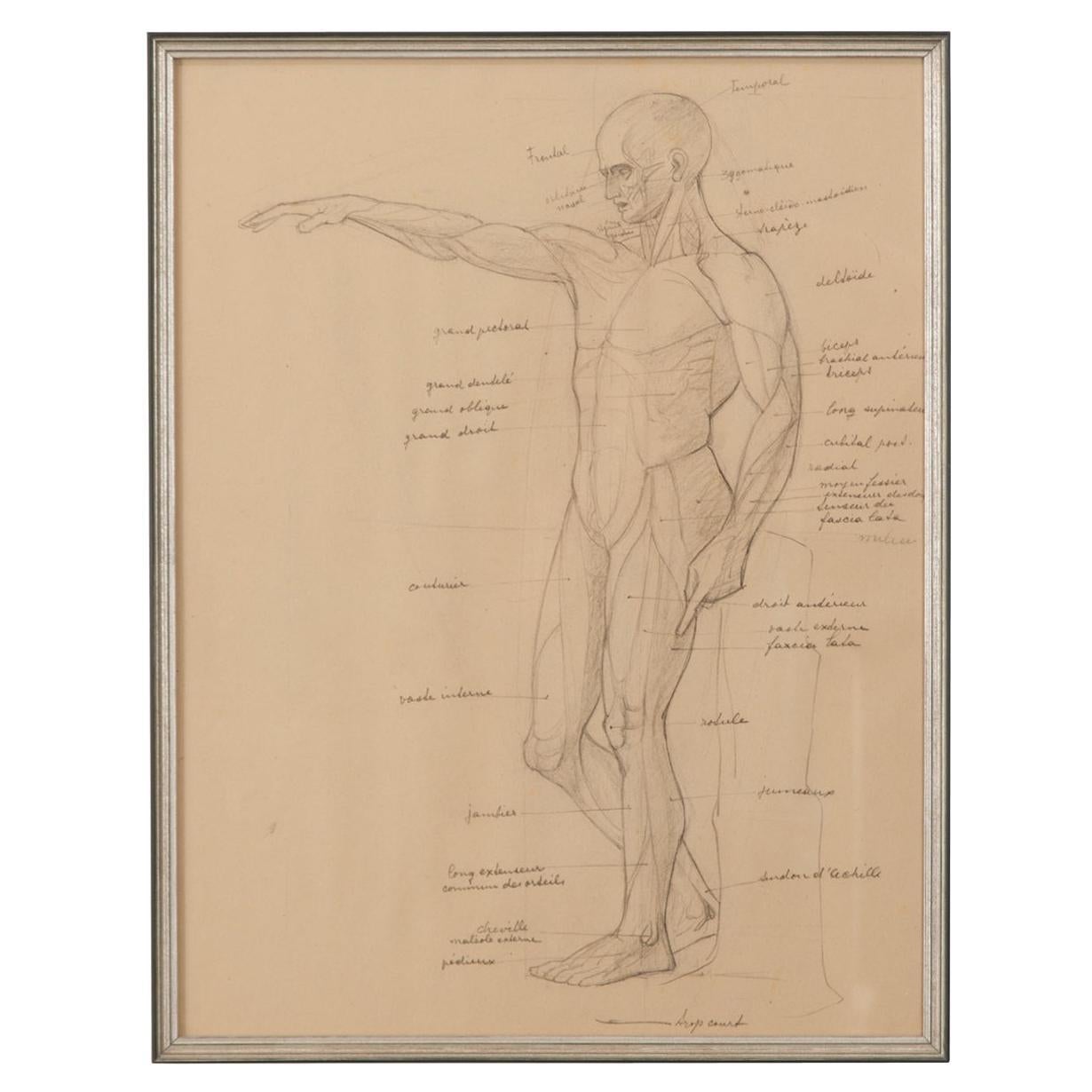 Framed Anatomische Skizze im Vintage-Stil, gerahmt