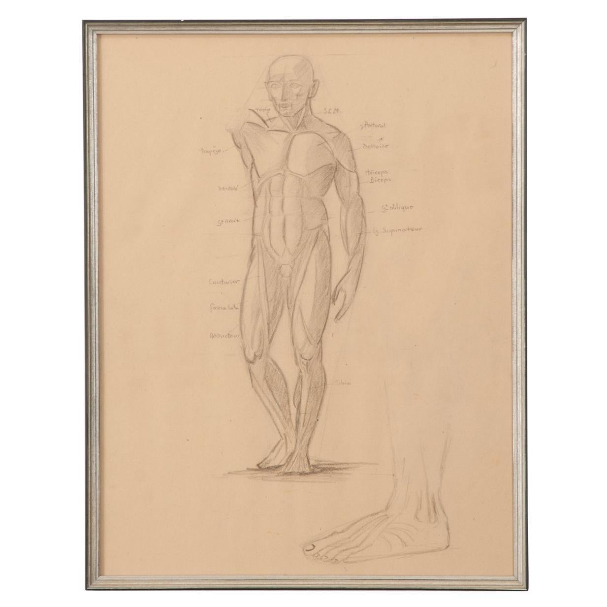 Sketch anatomique français vintage encadré en vente