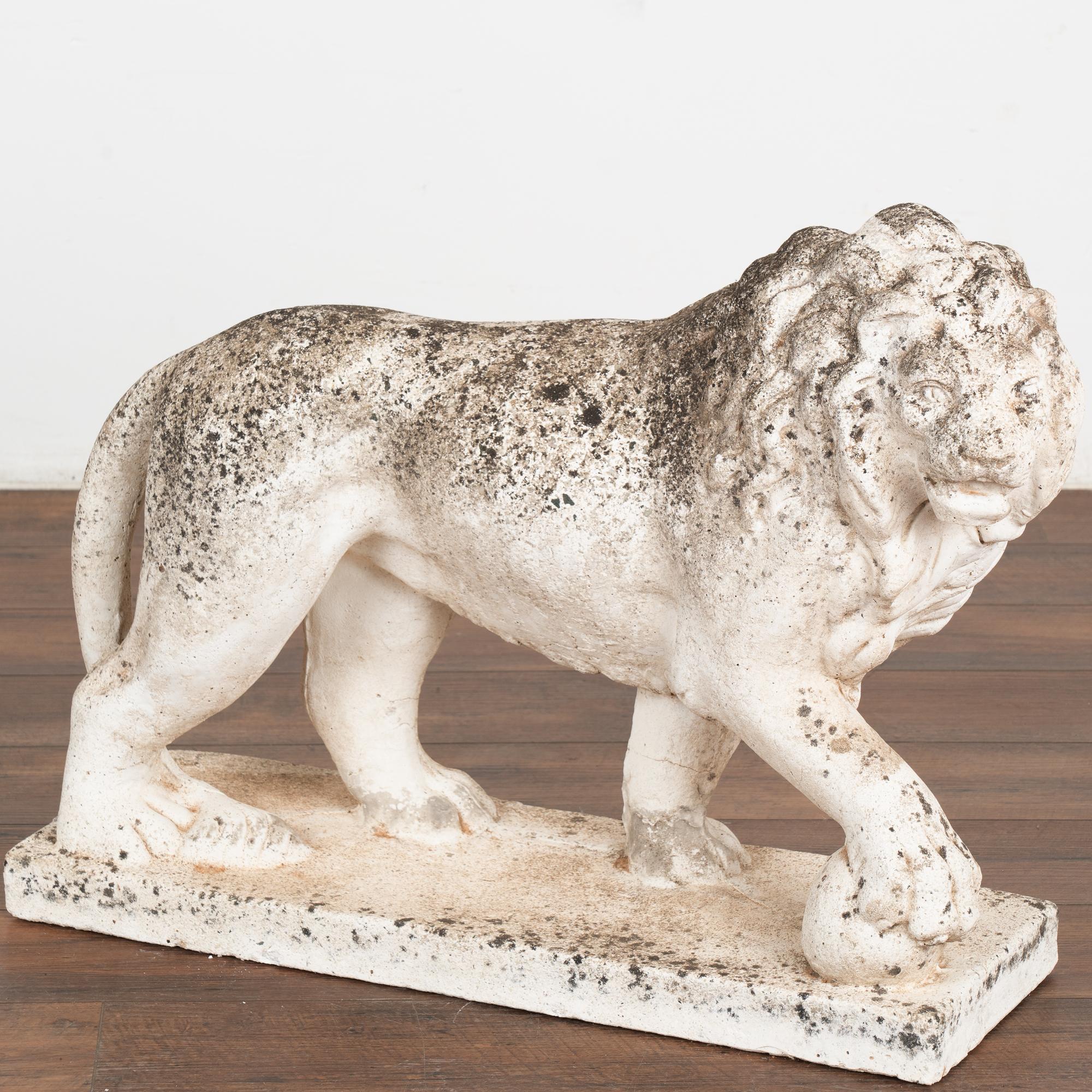 This old limestone lion statute features handsome carved details, including the nicely textured mane and facial features.
The lion is in a walking position, looking to the right and front right paw on ball. The stone has an expected aged patina and
