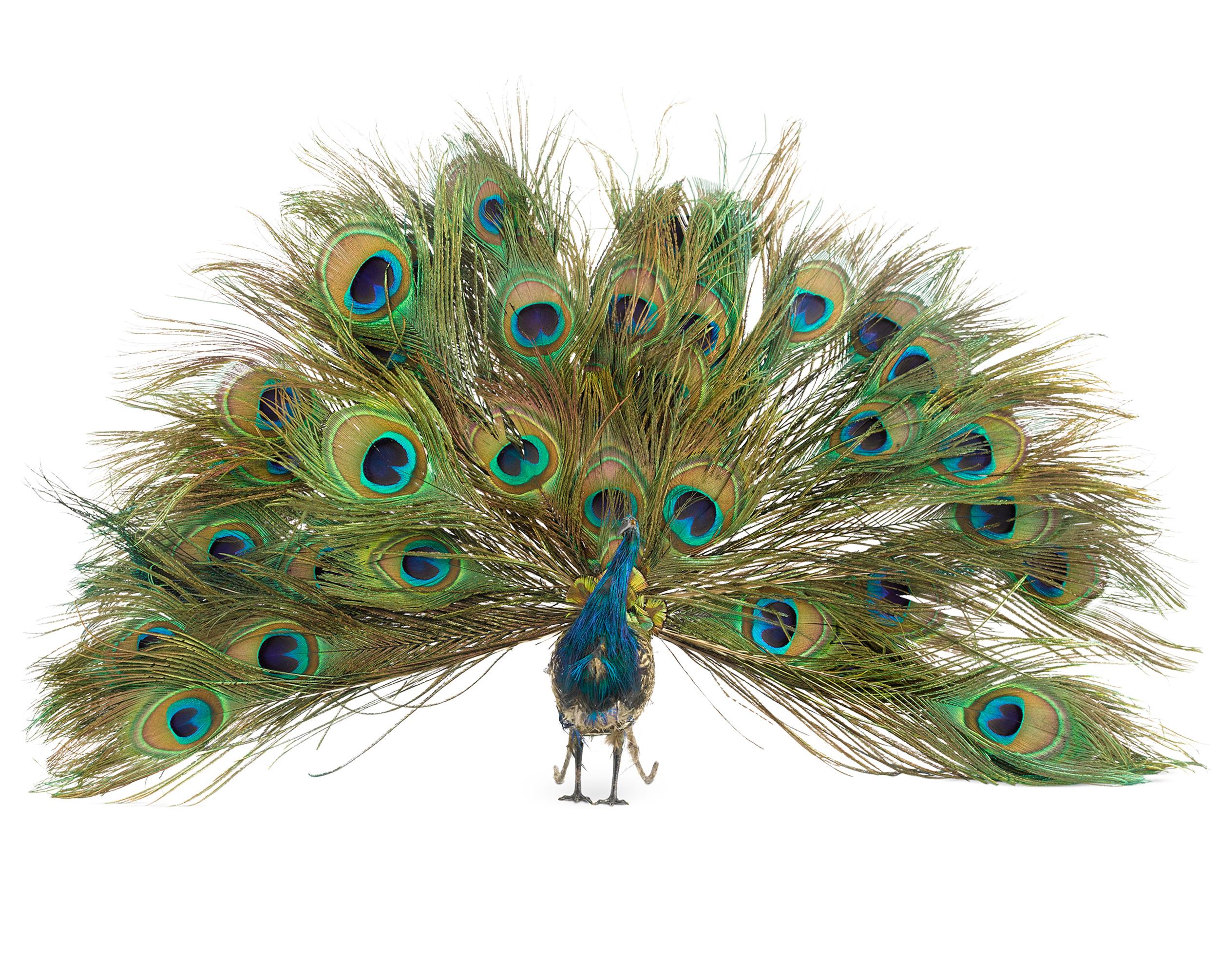 This absolutely spellbinding peacock automaton is attributed to the French toy-making company Roullet et Decamps. Its papier mâché body contains a highly elaborate clockwork system that allows this handsome bird to come fully to life. When wound and