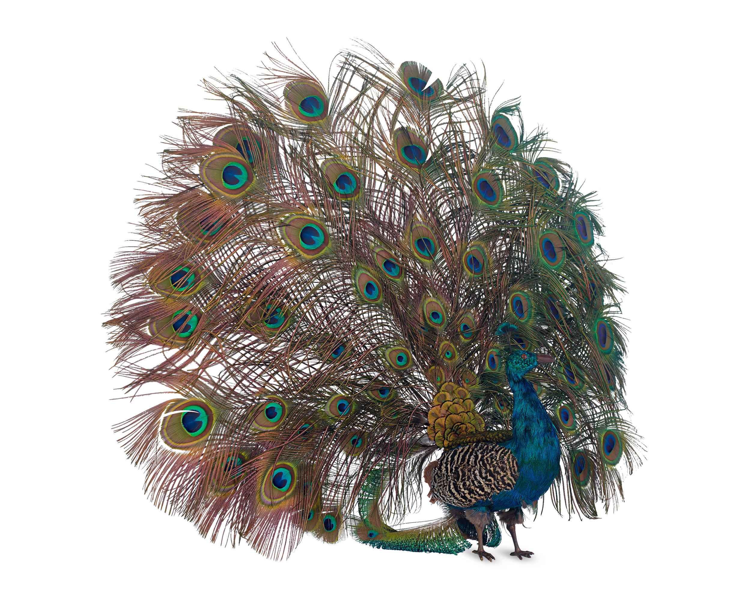 This spellbinding peacock automaton is attributed to the French toy-making company Roullet et Decamps. Its papier-mâché body contains a highly elaborate clockwork system that allows this handsome bird to come fully to life. When wound and released,
