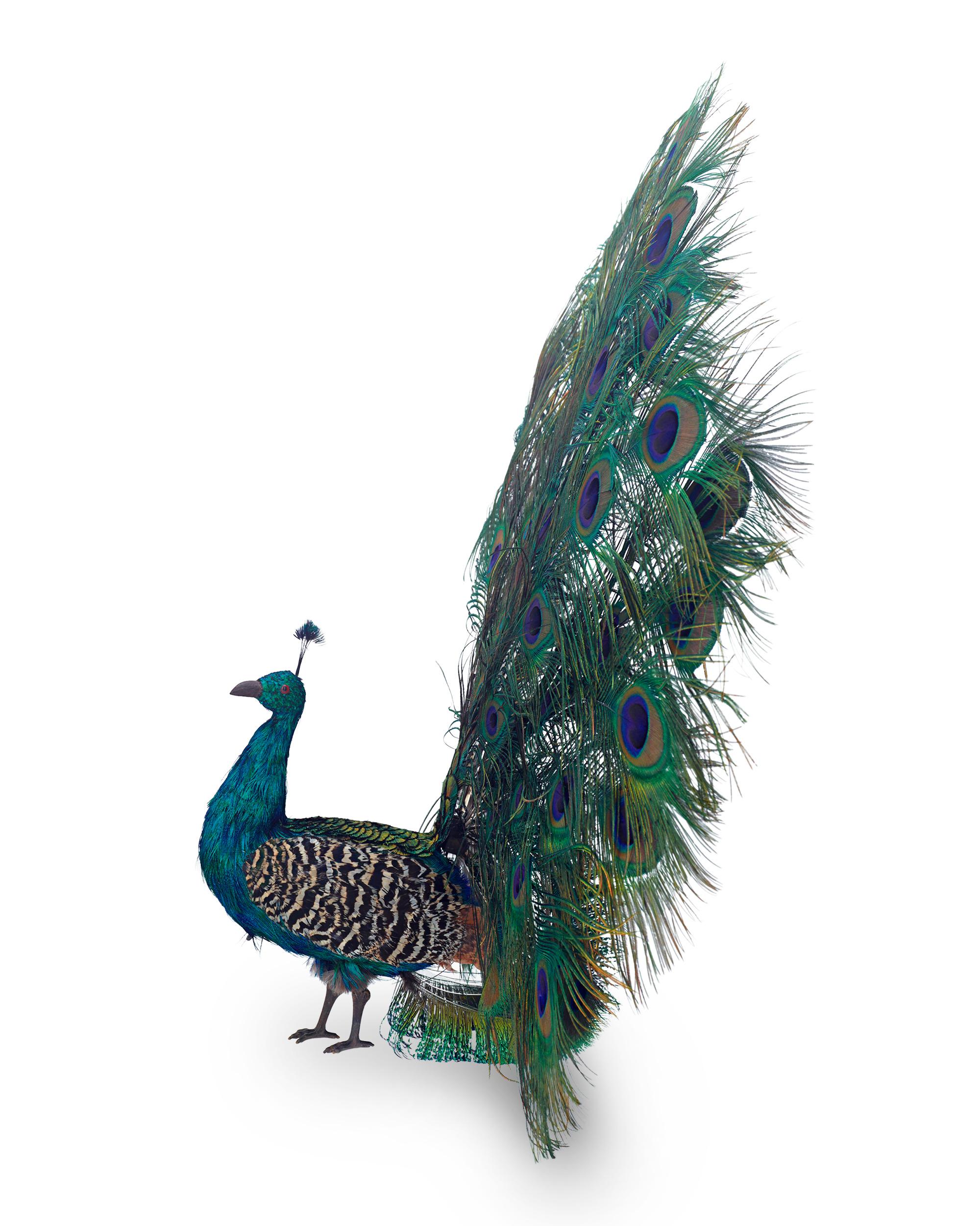 peacock automaton for sale