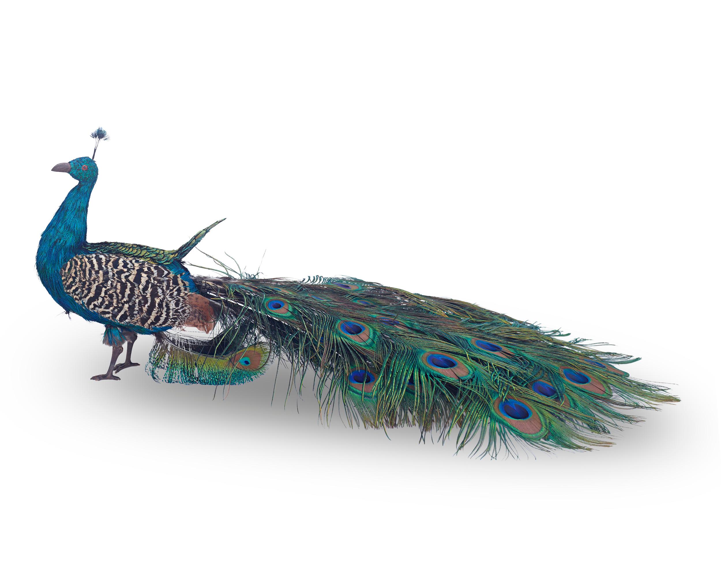 peacock in french