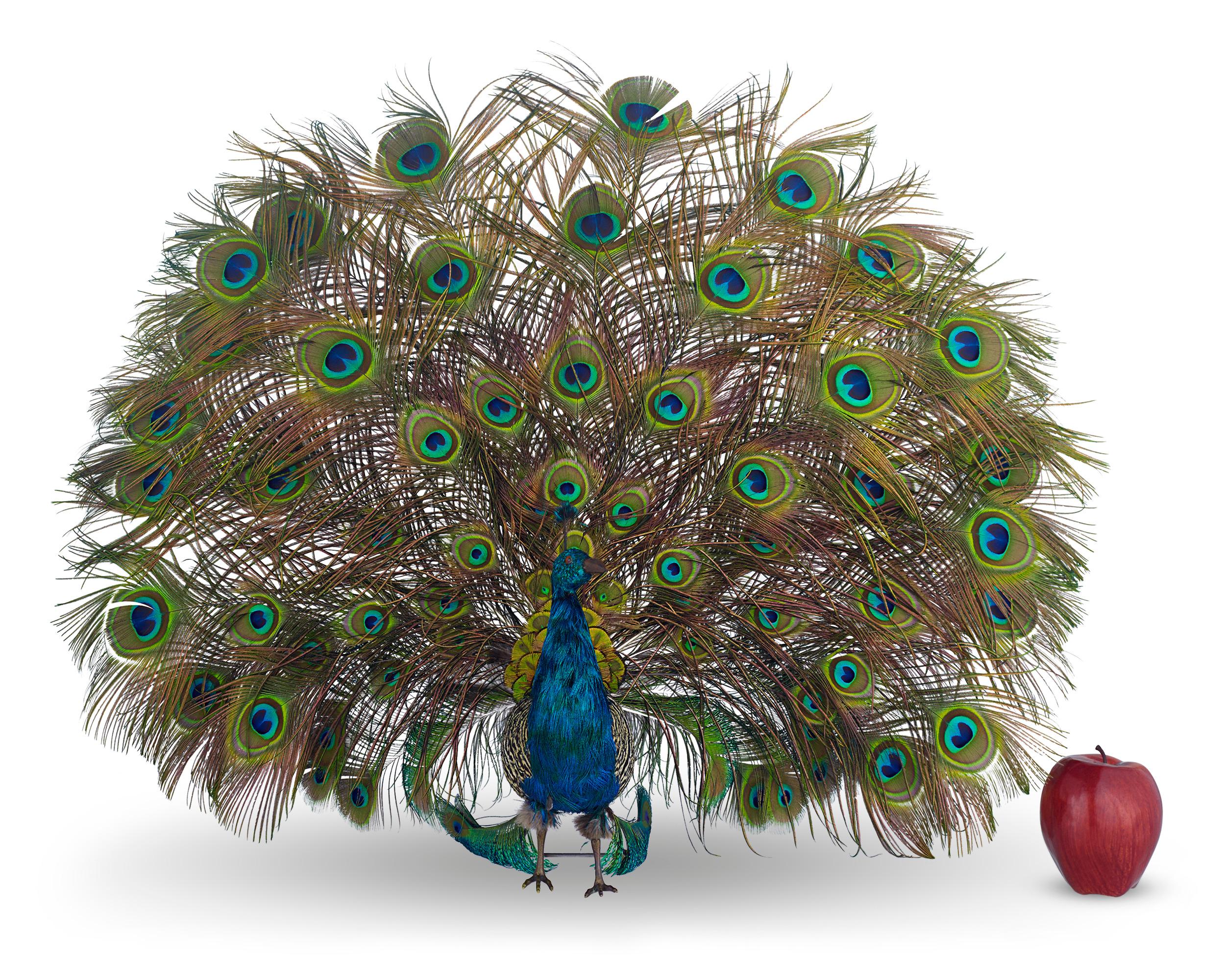 Other French Walking Peacock Automaton