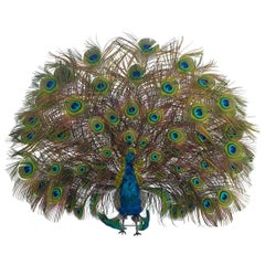 French Walking Peacock Automaton