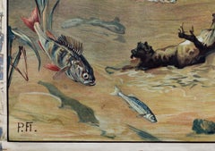 Fresh Water Fish, Vintage Wall Chart