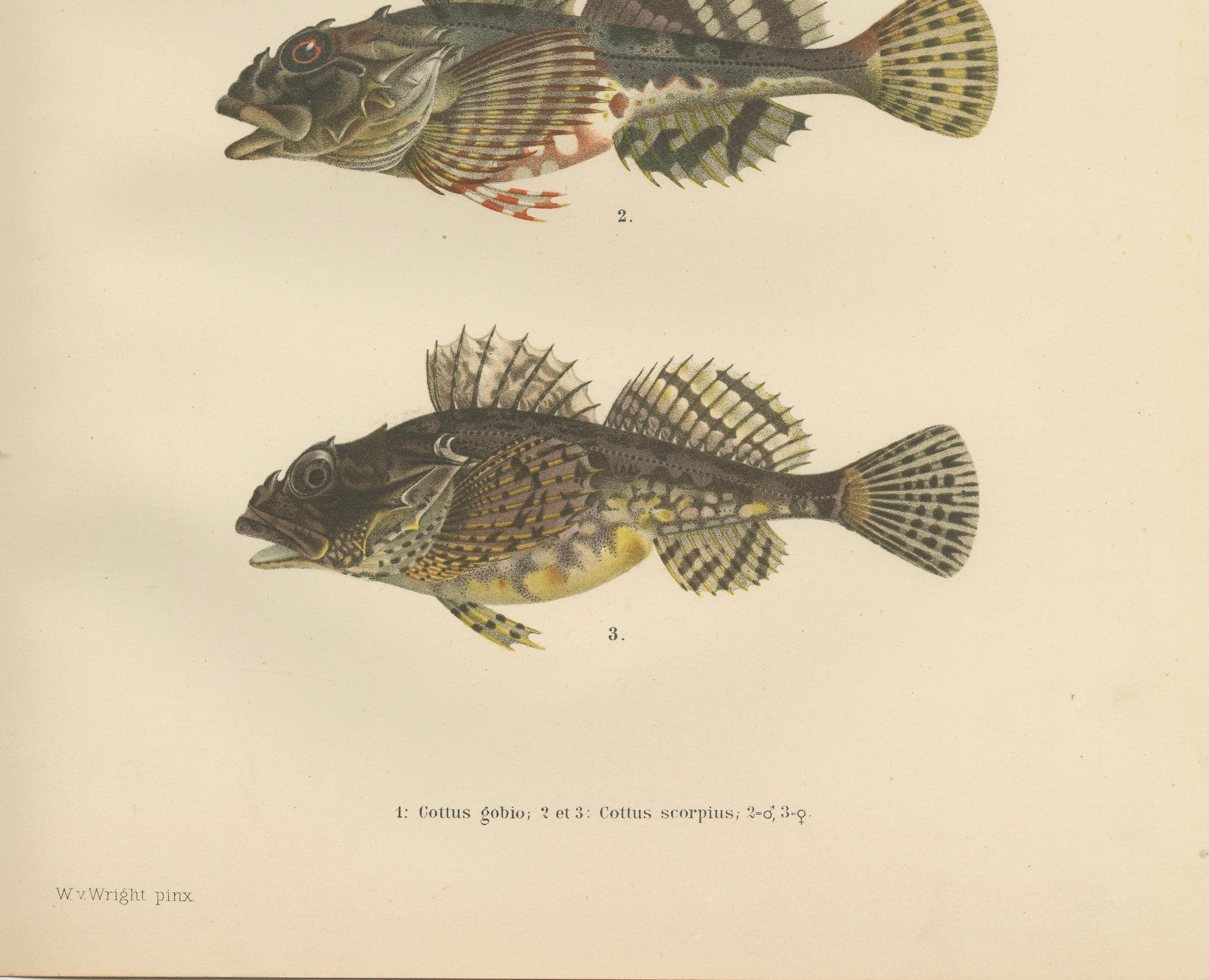 Barbotte d'eau douce et scorpion de mer à épines courtes - Lithographie d'un poisson scandinave saisissant  

Cette remarquable lithographie du 19e siècle de *Skandinaviens Fiskar* représente trois impressionnantes espèces de poissons scandinaves :
