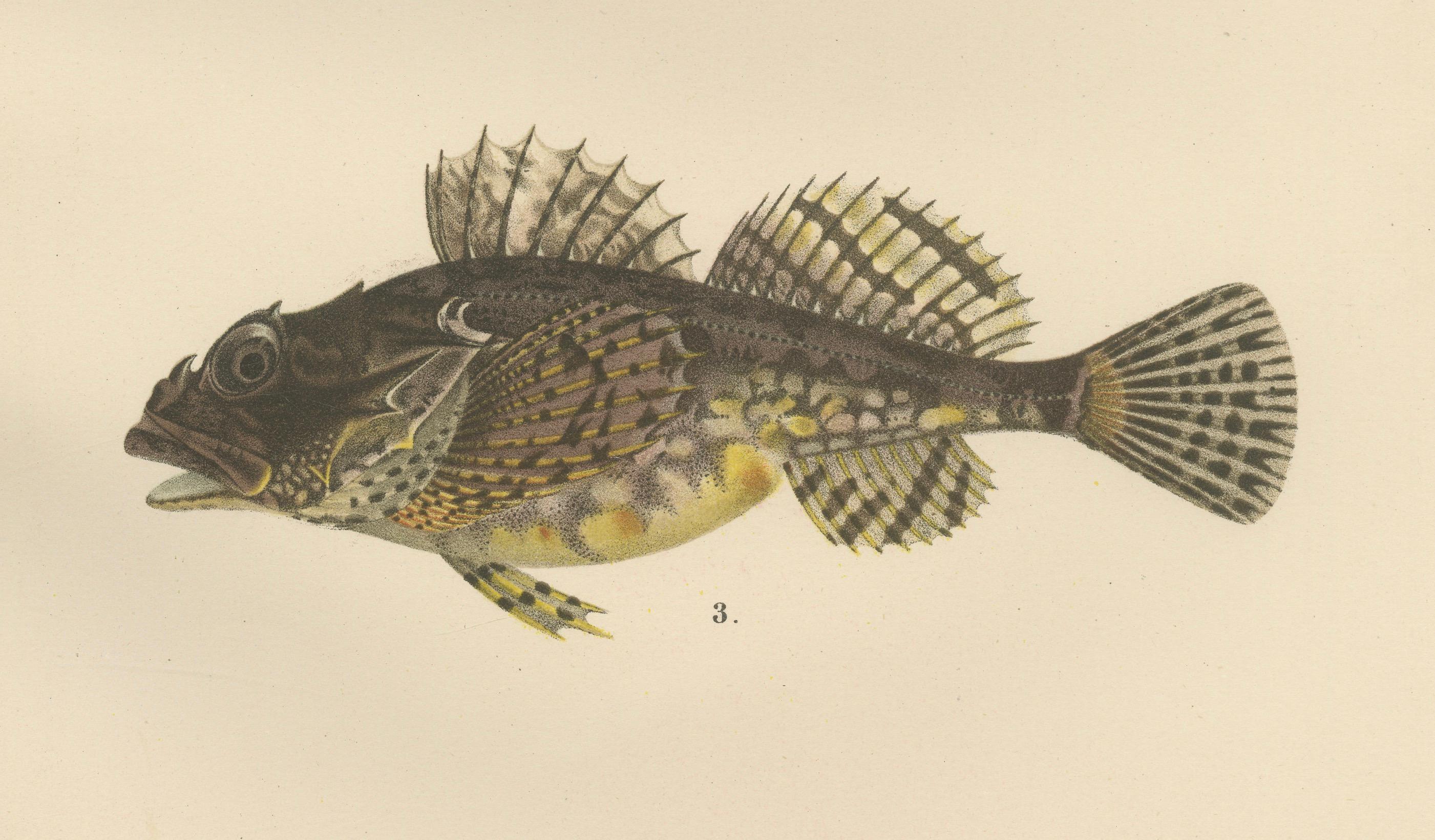 Lithho d'eau douce et scorpion de mer à pinces courtes - poissons saisissants, 1895 Bon état - En vente à Langweer, NL