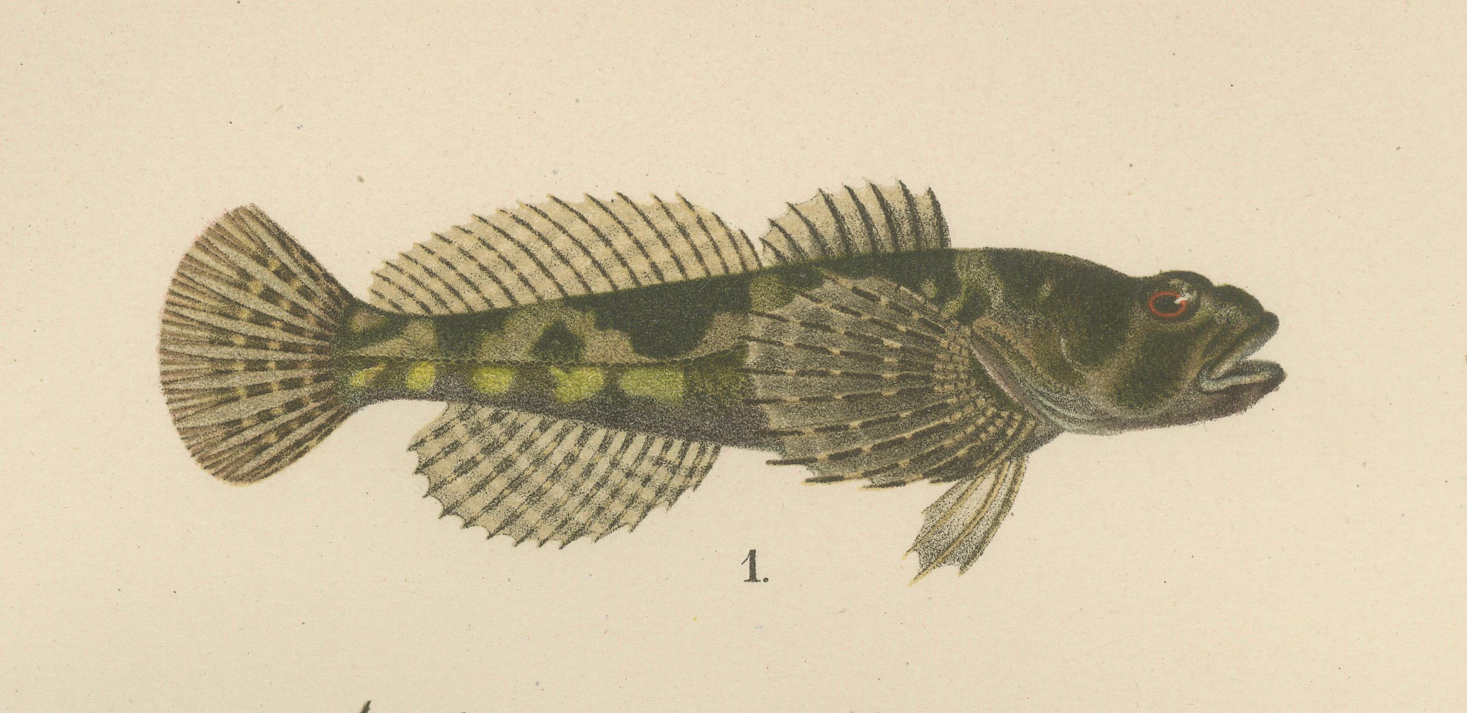 Fin du XIXe siècle Lithho d'eau douce et scorpion de mer à pinces courtes - poissons saisissants, 1895 en vente