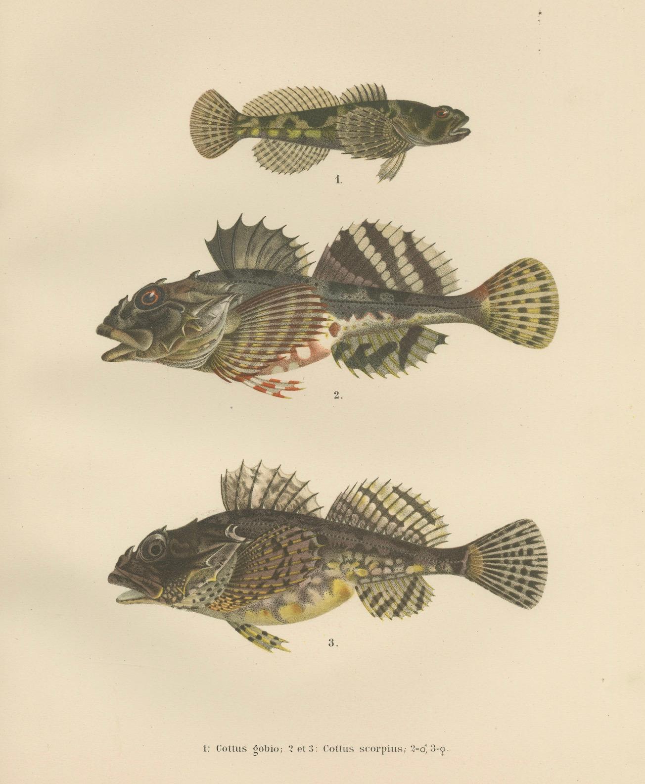 Lithho d'eau douce et scorpion de mer à pinces courtes - poissons saisissants, 1895 en vente 1
