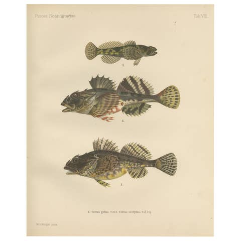 Freshwater Bullhead and Short-Spined Sea Scorpion - Striking Fish Litho, 1895