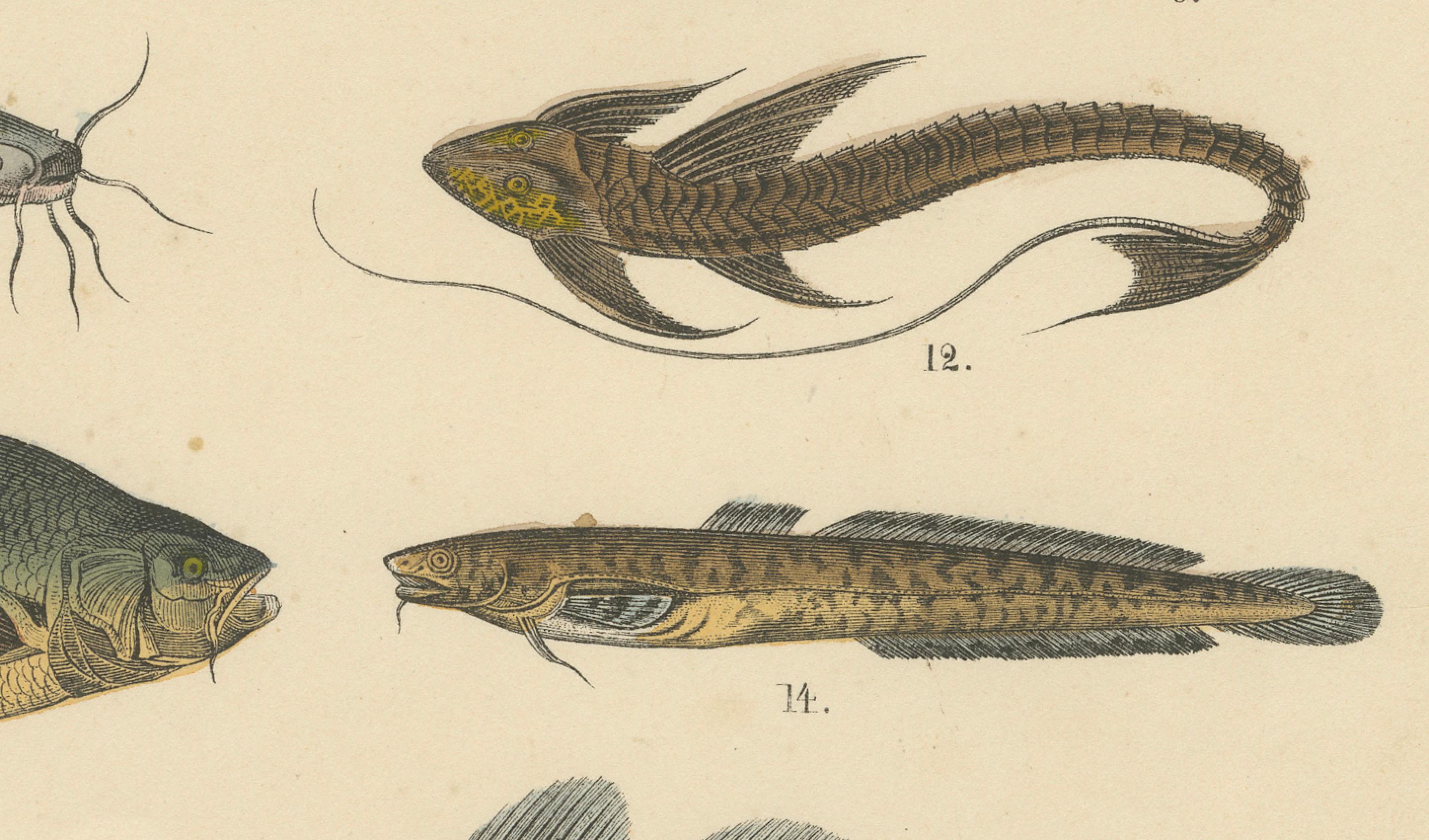 Süßwasser Fisch Druck: Hecht, Wels, Aal, Forelle - Antiquität 1867

Dieser detaillierte antike Druck zeigt eine Vielzahl europäischer Süßwasserfische, darunter Hechte, Welse, Forellen, Aale und Flundern, die in feinen handkolorierten Stichen