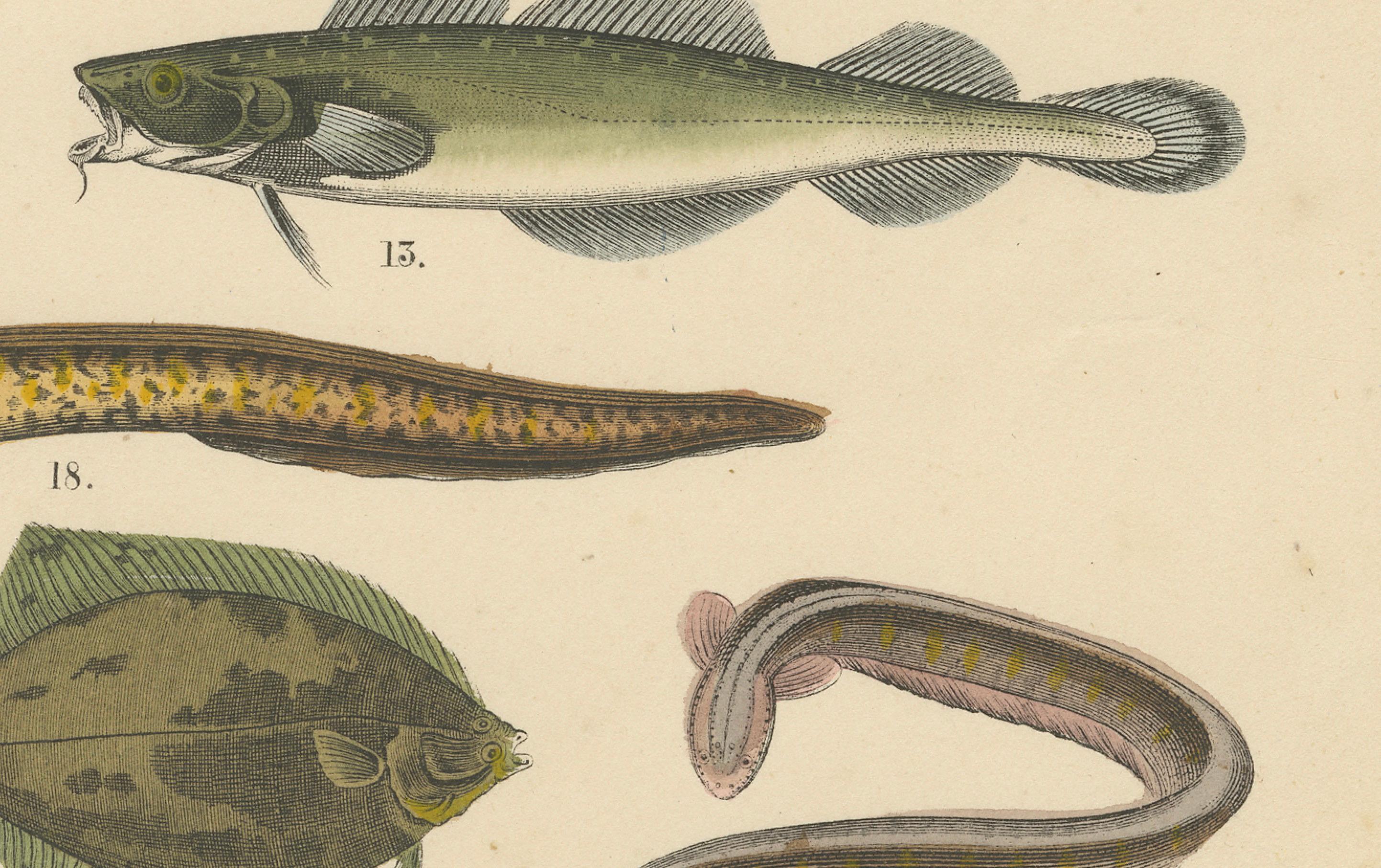 Süßwasser Fisch Druck: Hecht, Wels, Aal, Forelle - Antiquität 1867 (Deutsch) im Angebot