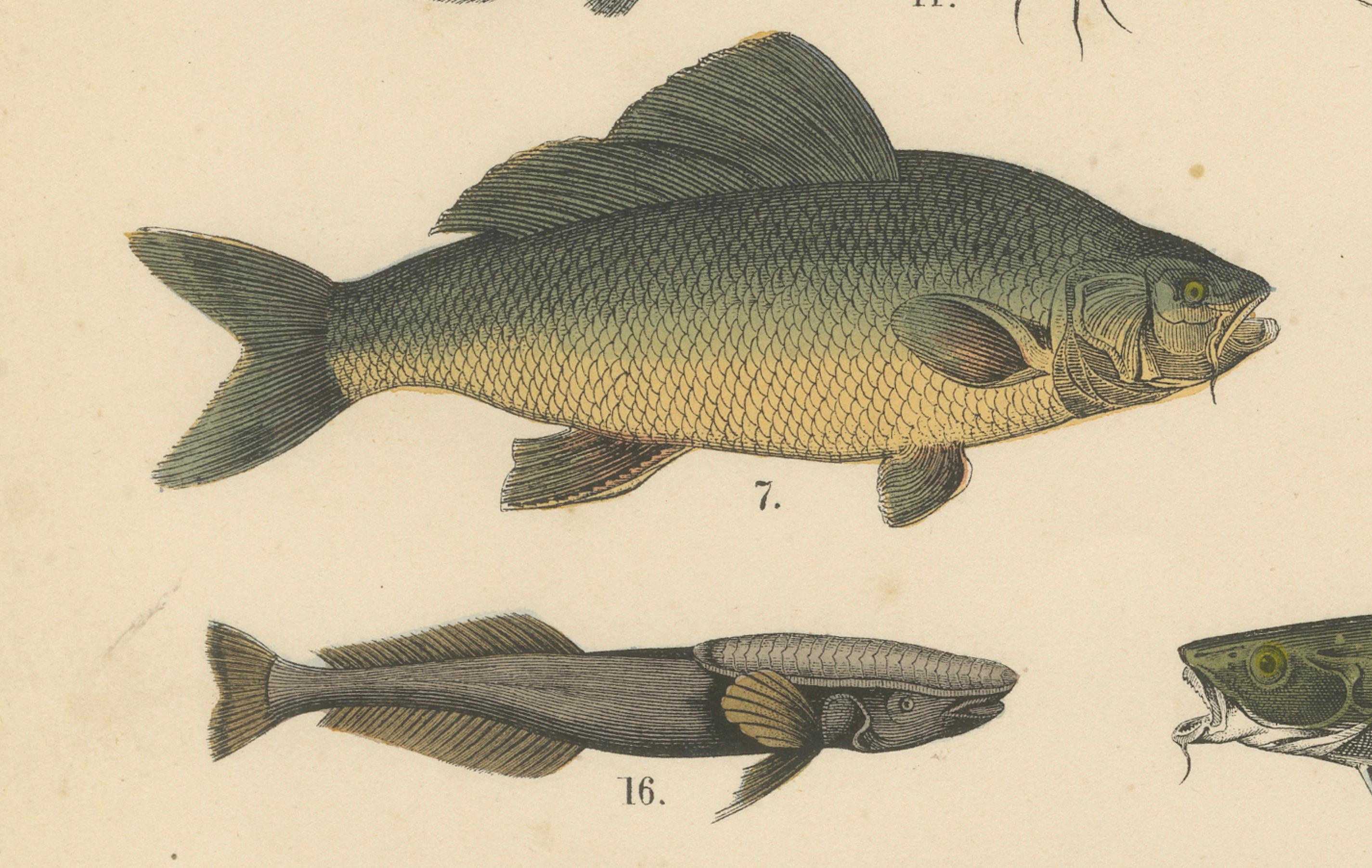 Süßwasser Fisch Druck: Hecht, Wels, Aal, Forelle - Antiquität 1867 (Mittleres 19. Jahrhundert) im Angebot