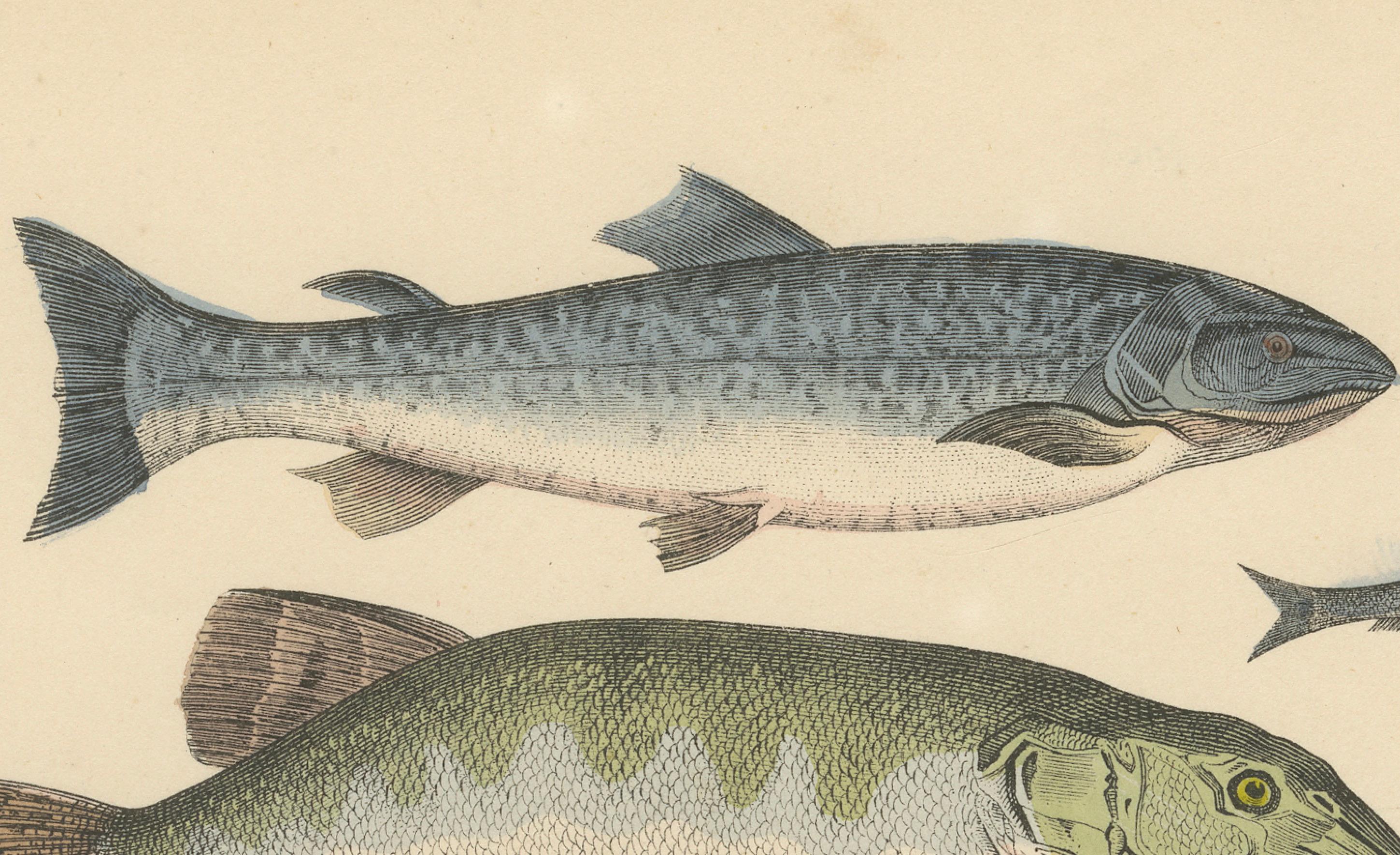 Süßwasser Fisch Druck: Hecht, Wels, Aal, Forelle - Antiquität 1867 (Papier) im Angebot